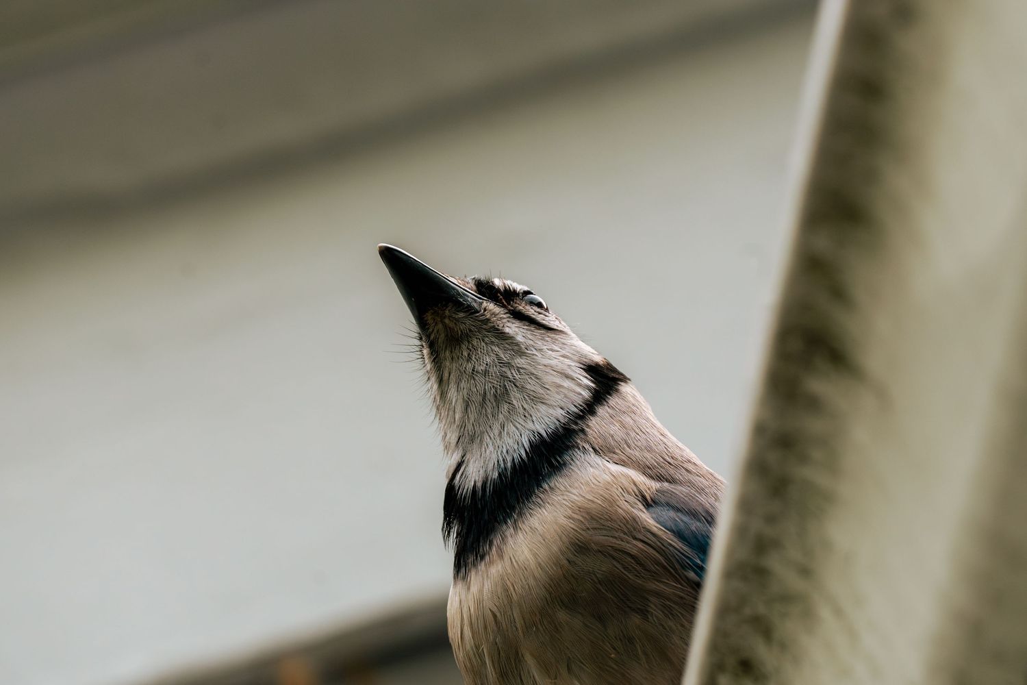 Close-up of a Eurasian jay bird looking upward, showcasing its distinctive blue and brown plumage against a blurred background.