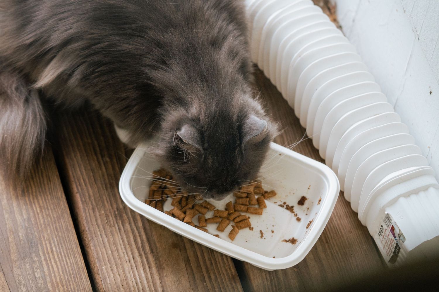 Fluffy gray cat eating dry food from a white plastic tray on a wooden deck floor.