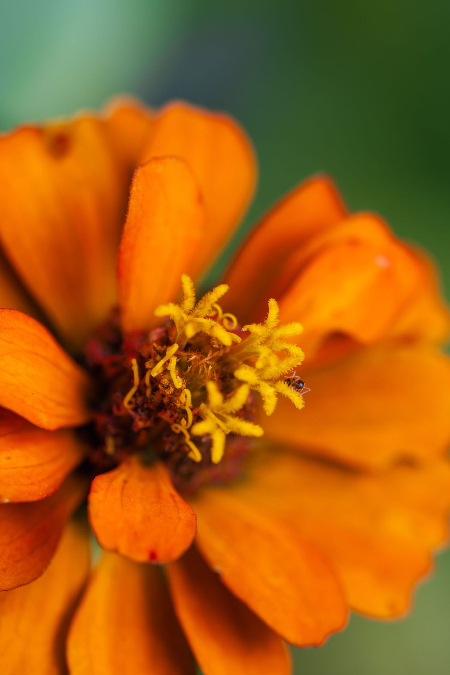 Close-up macro photo of a vibrant orange zinnia flower with yellow stamens and bokeh green background.