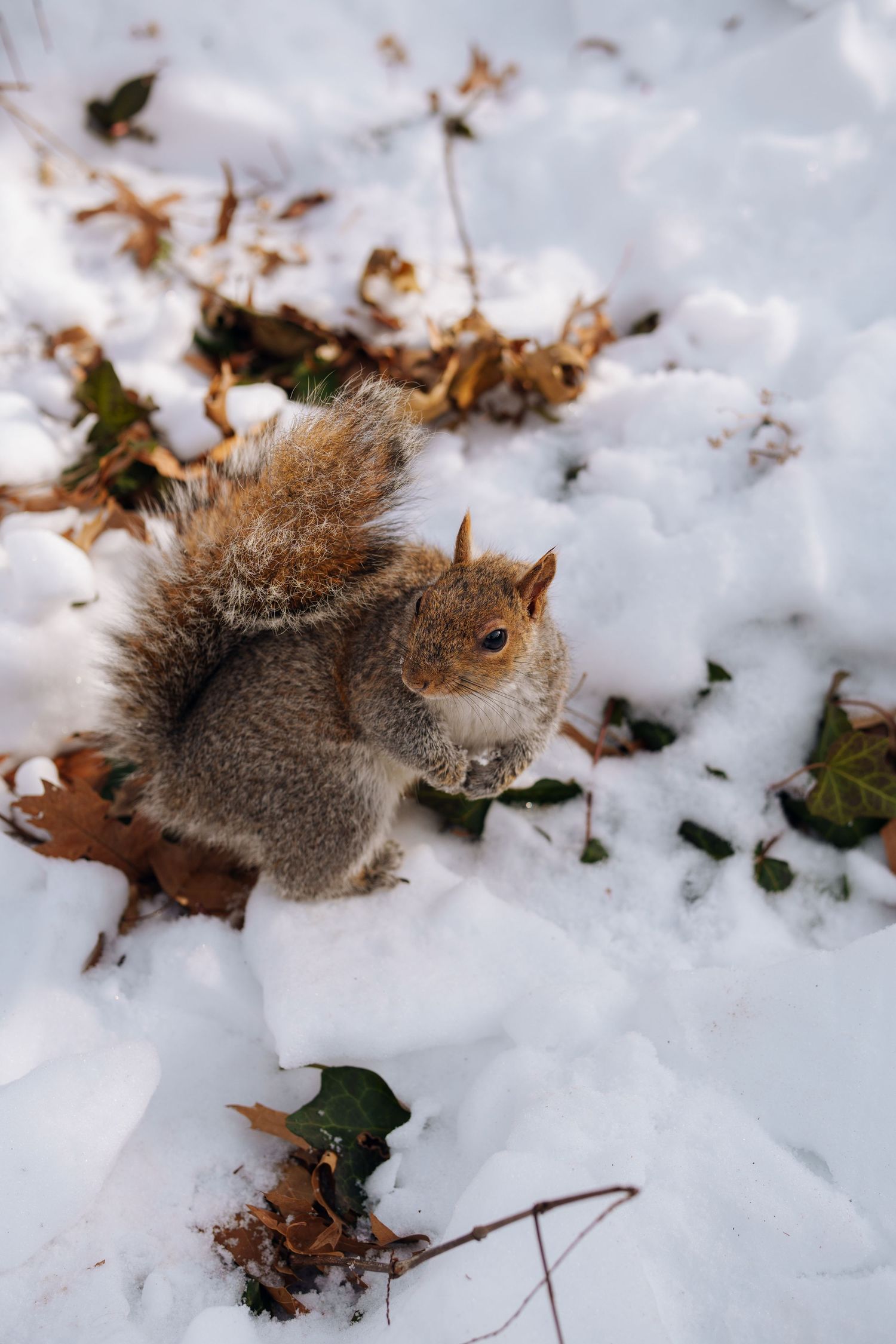 A gray squirrel forages in fresh white snow surrounded by fallen autumn leaves during winter.