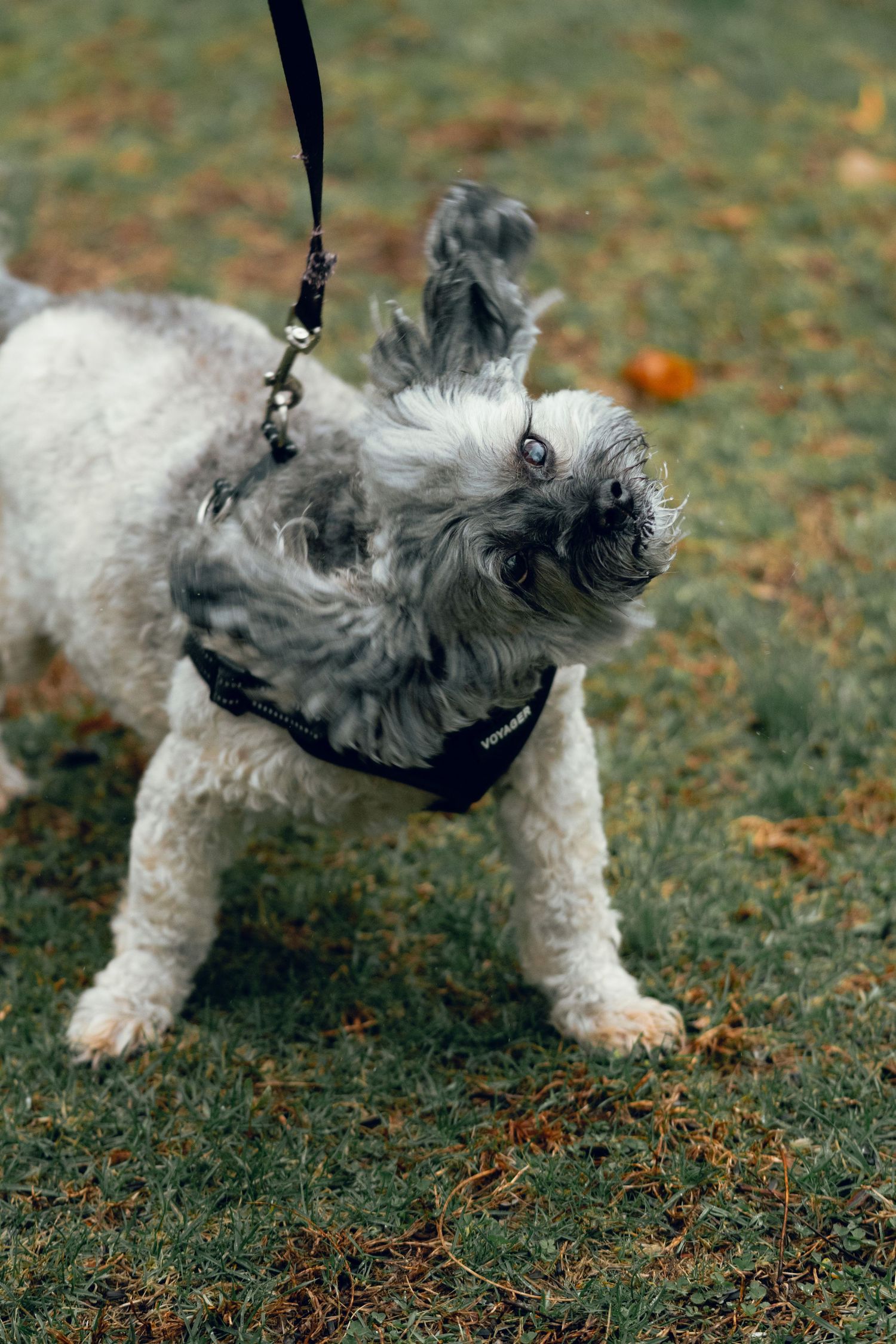 A fluffy gray and white dog on a leash wearing a black harness looking up on green grass.