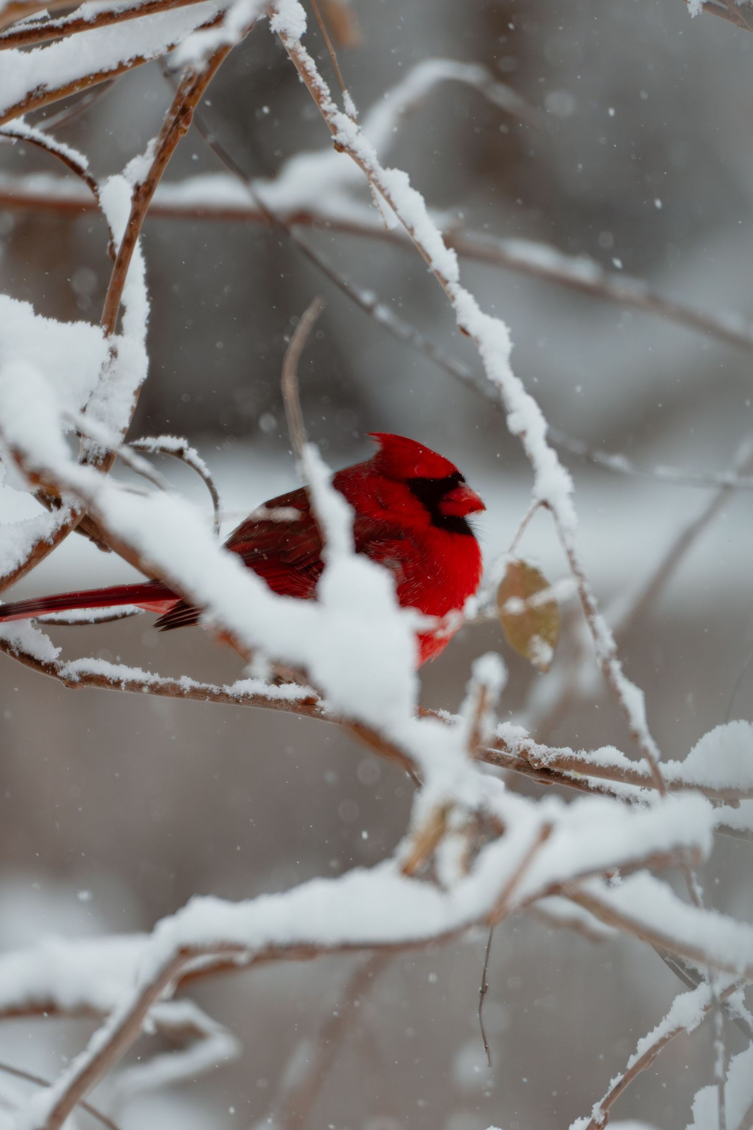 A bold red male cardinal sits puffed up on snow-laden branches during a winter storm.