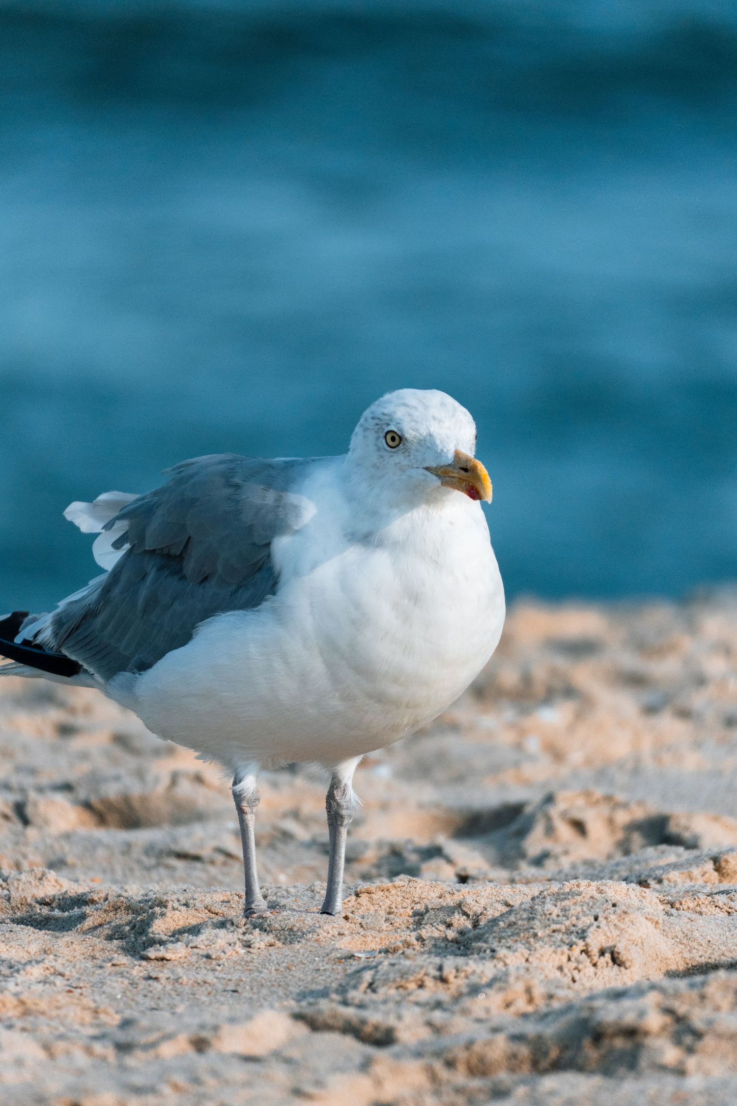 A herring gull standing on sandy beach with vibrant blue ocean water in the background.