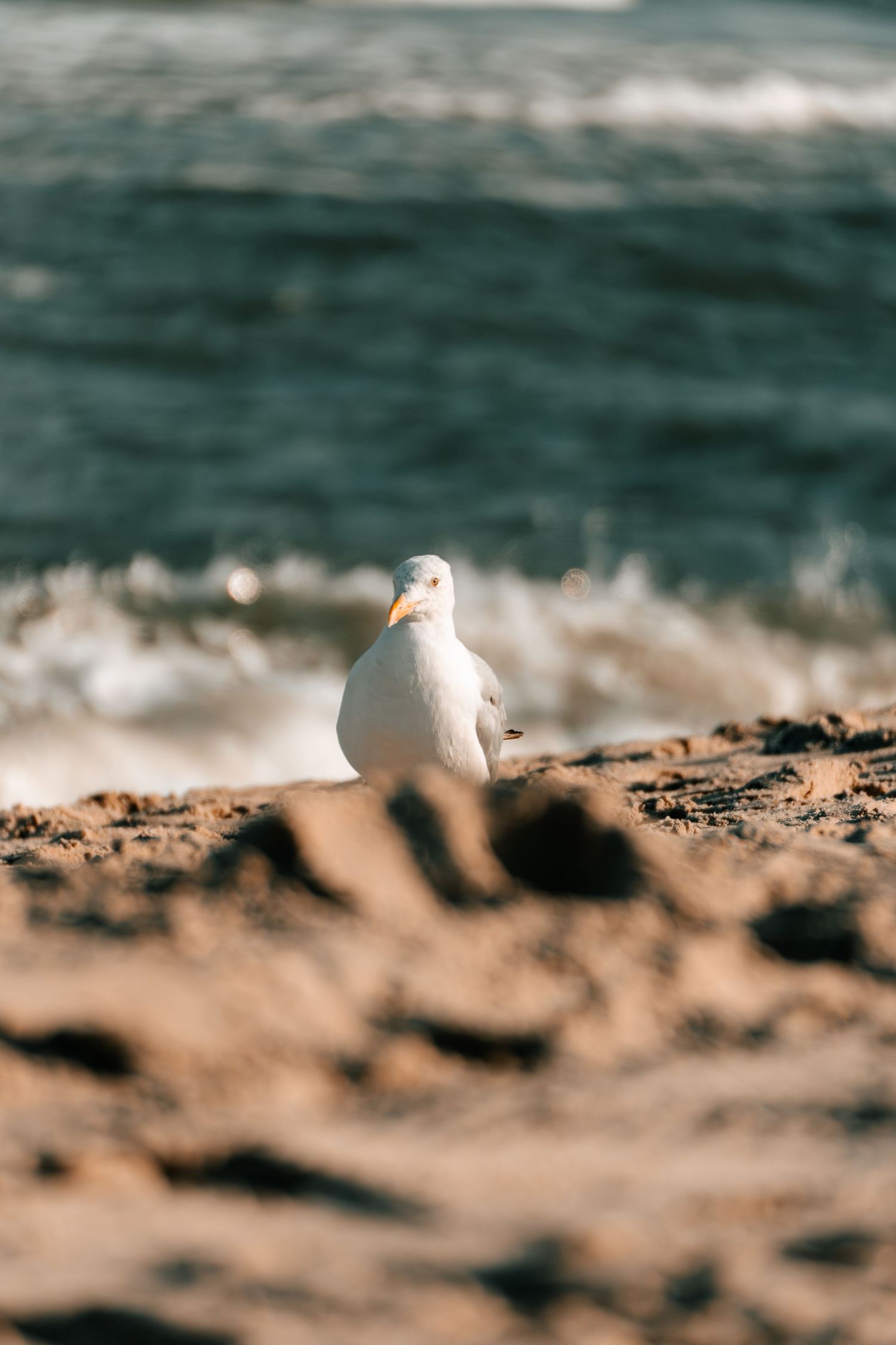 A white seagull stands on rocky sand with ocean waves crashing in the background.
