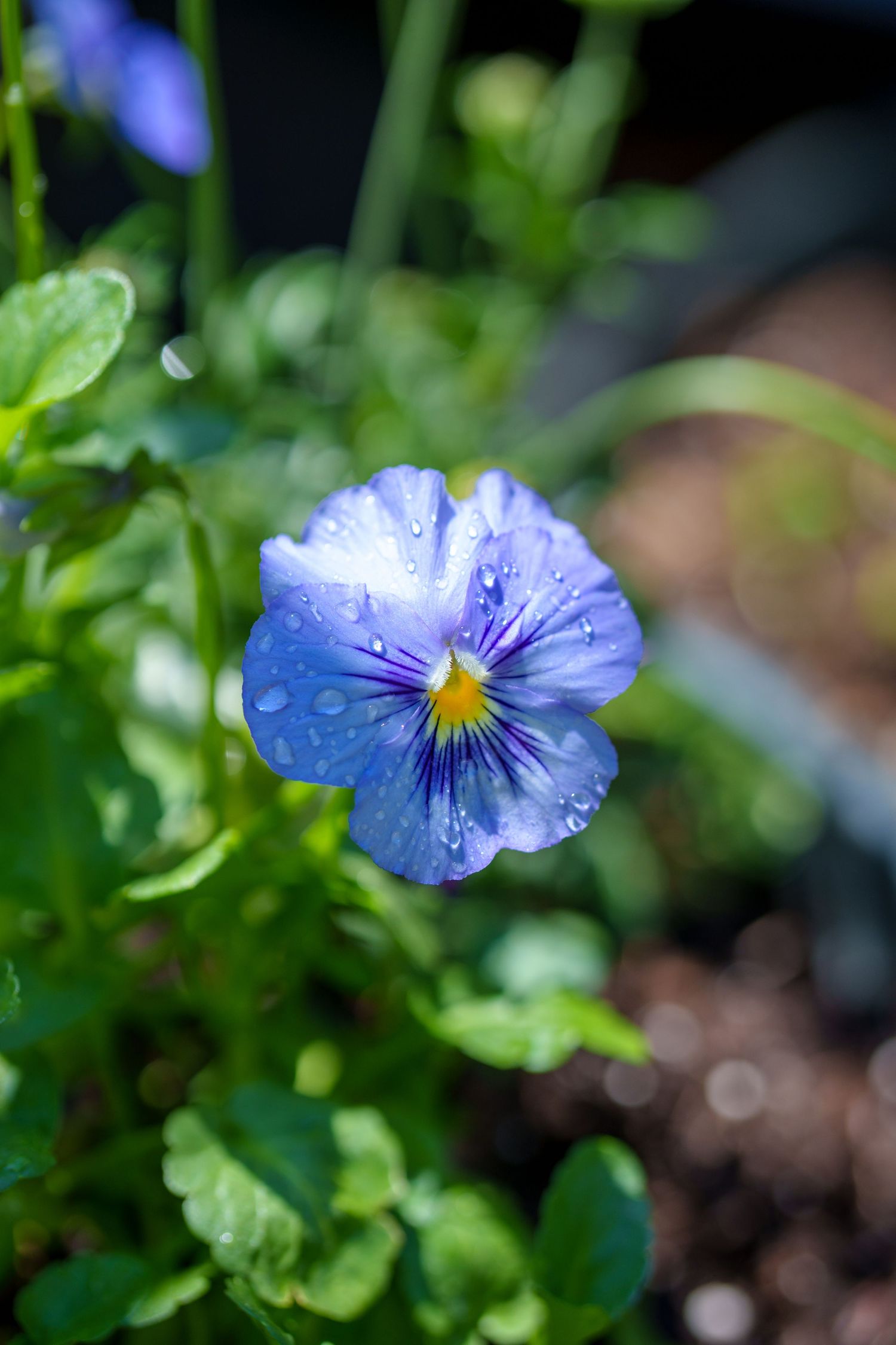 Blue pansy flower with yellow center covered in water droplets surrounded by green leaves.