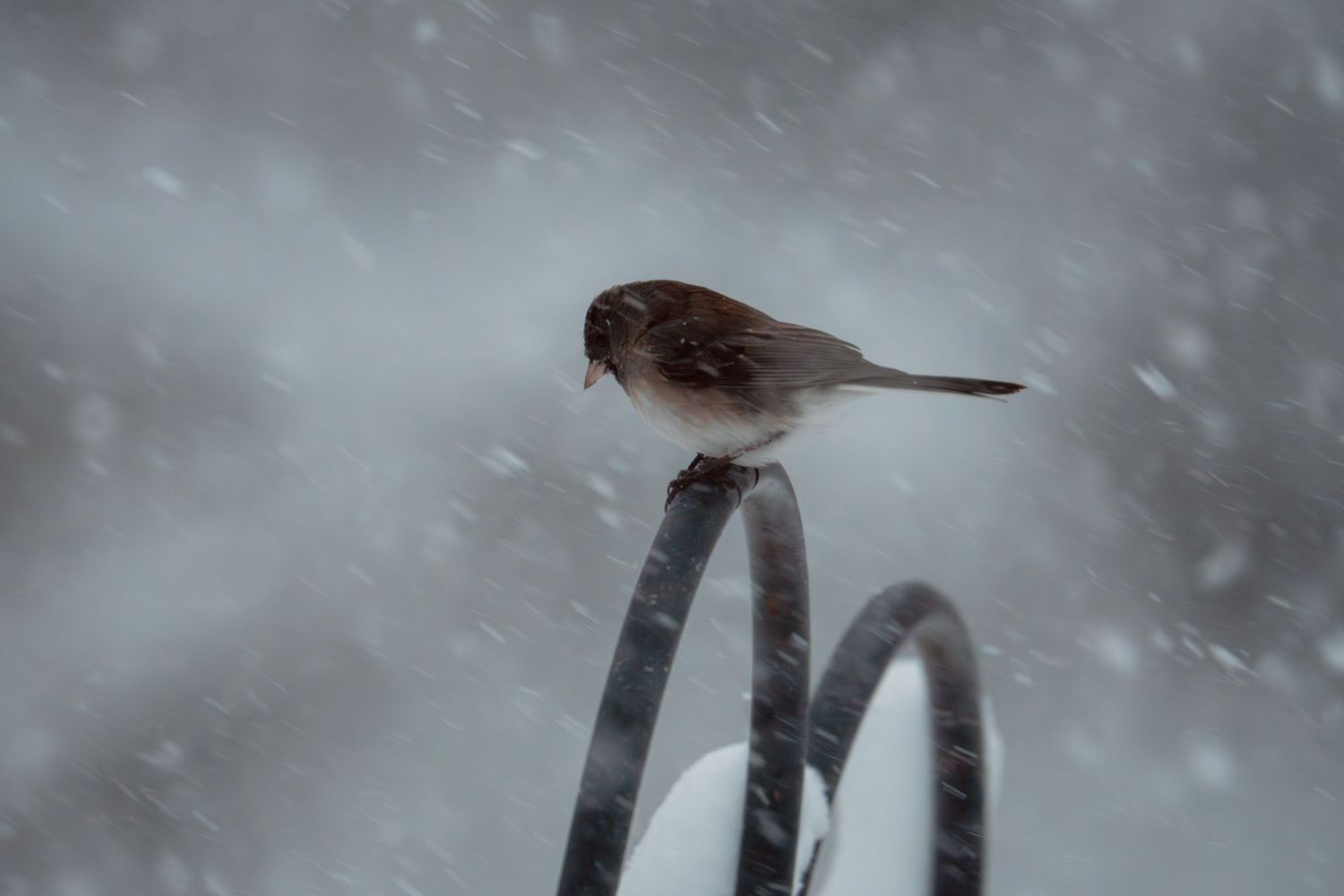 A small bird perched on a snow-dusted metal spiral hook amid falling snowflakes.