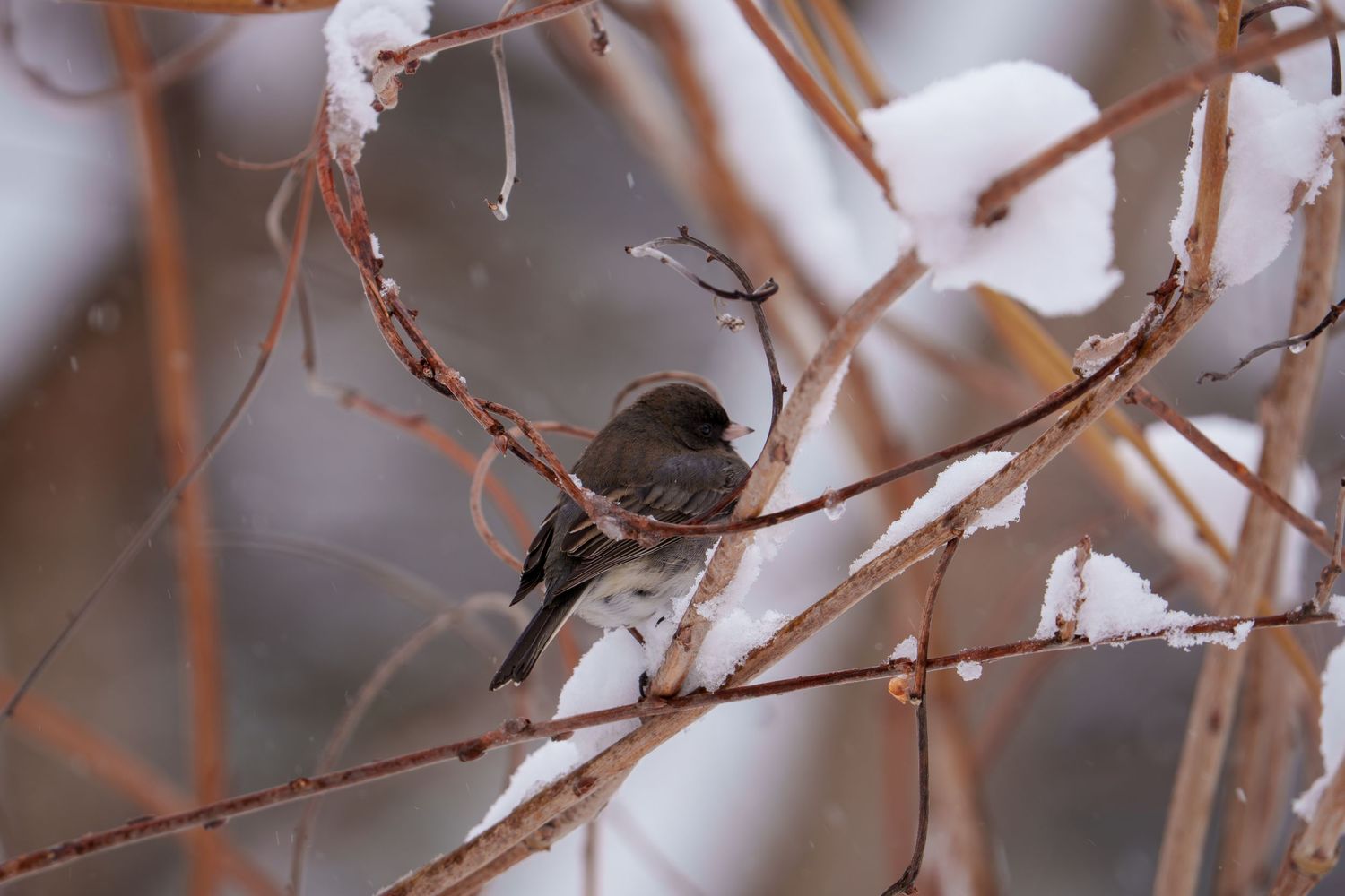 Dark-eyed junco bird perched on snow-covered branches in winter cold.