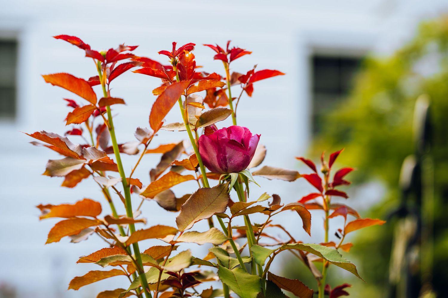 A vibrant pink rose bud blooms atop a rose bush with red-orange foliage in a sunny garden setting.