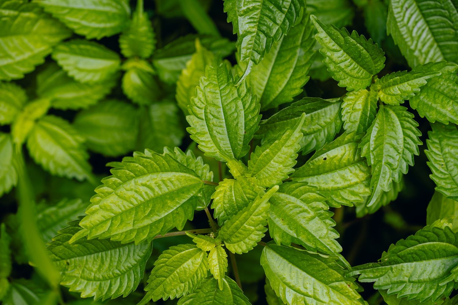 Close-up of vibrant green mint leaves with serrated edges growing in a lush herb garden.