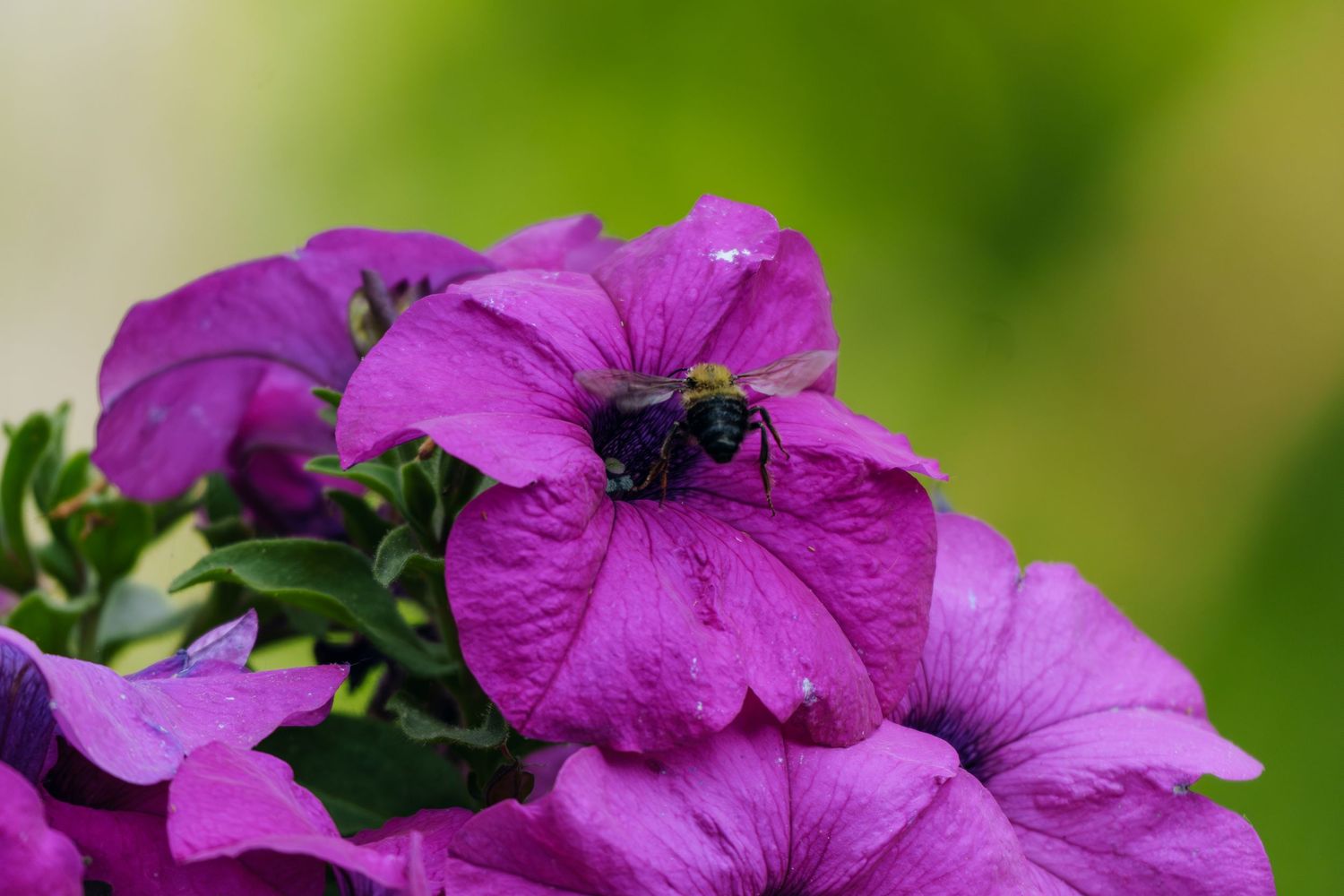 A black bumblebee pollinating vibrant purple petunia flowers with a soft green bokeh background.