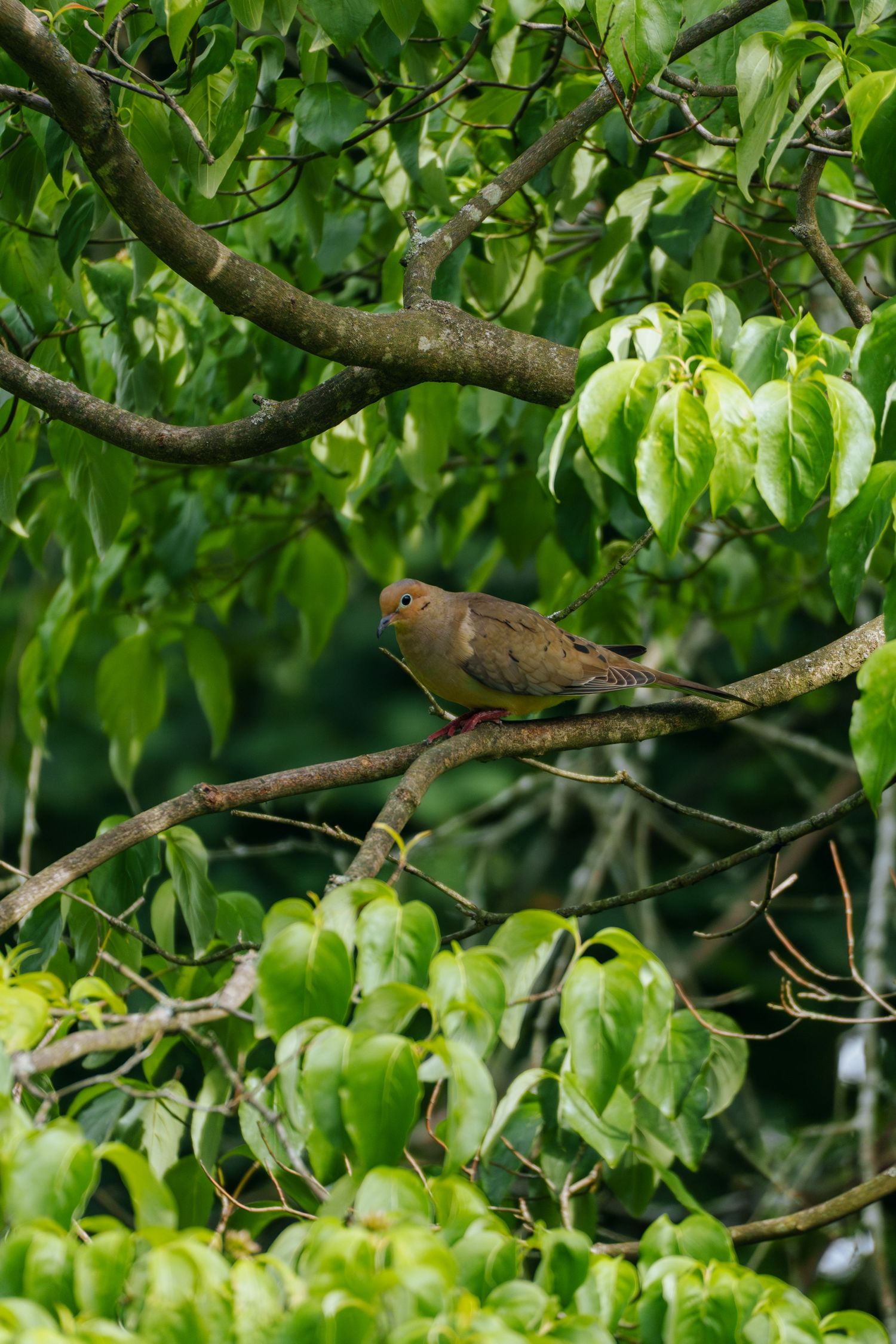 A small brown bird perched on a branch surrounded by lush green leaves in a dense tree canopy.