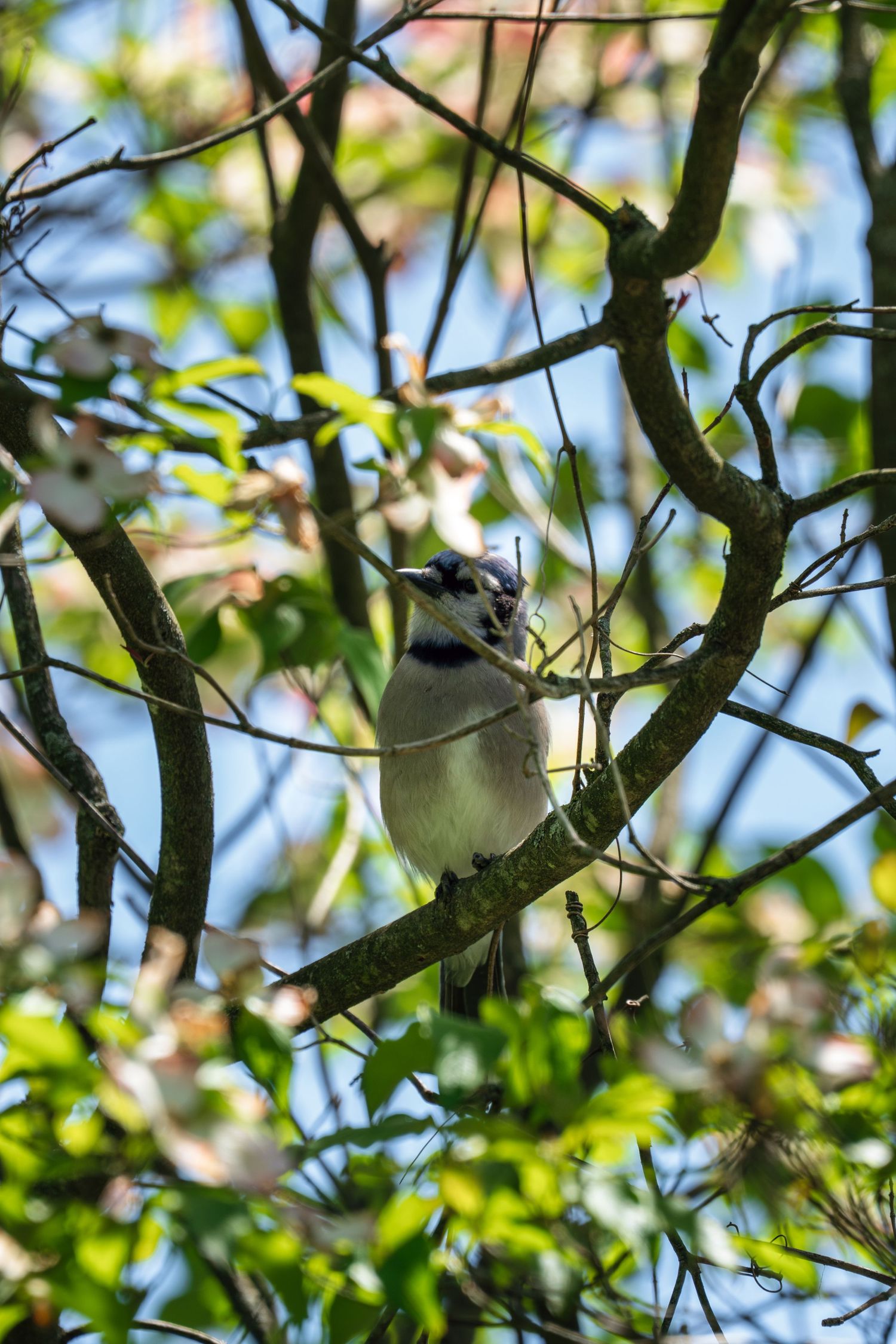 A blue jay perches on a branch among spring blossoms and green leaves with blue sky background.