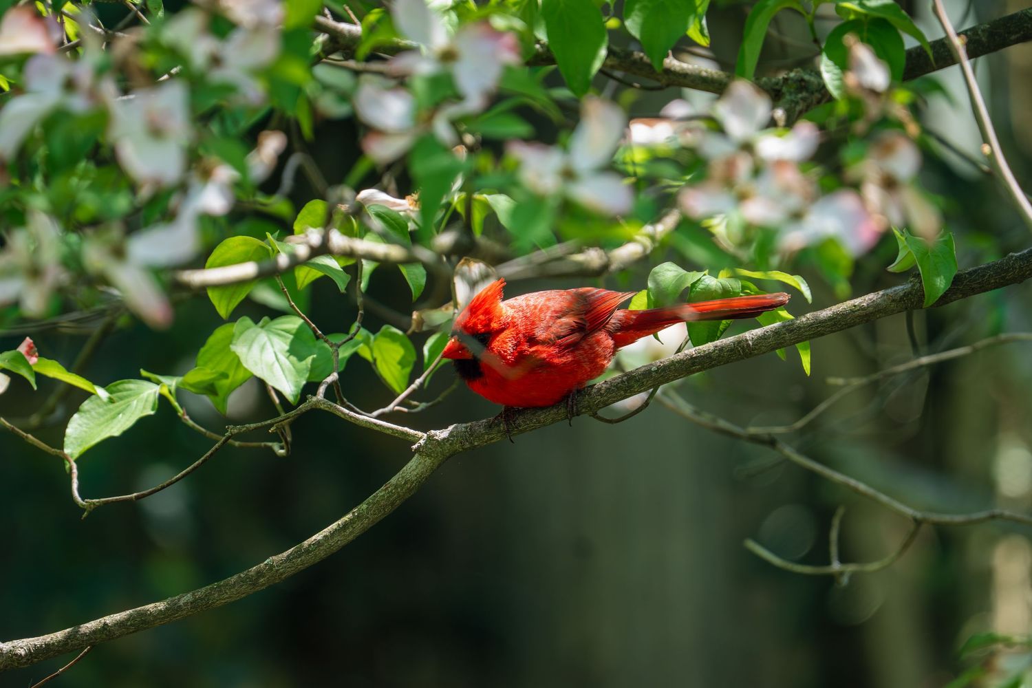 A vibrant male Northern Cardinal perched on a flowering dogwood tree branch surrounded by white blossoms and green leaves.