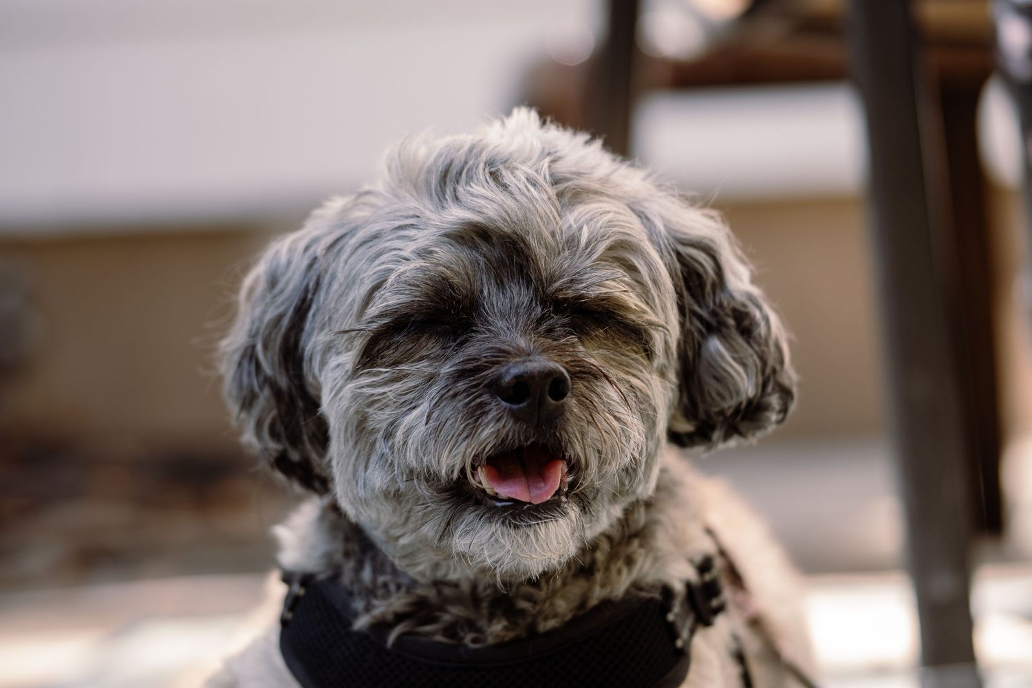 Adorable gray curly-haired small dog with tongue out wearing a black harness outdoors.
