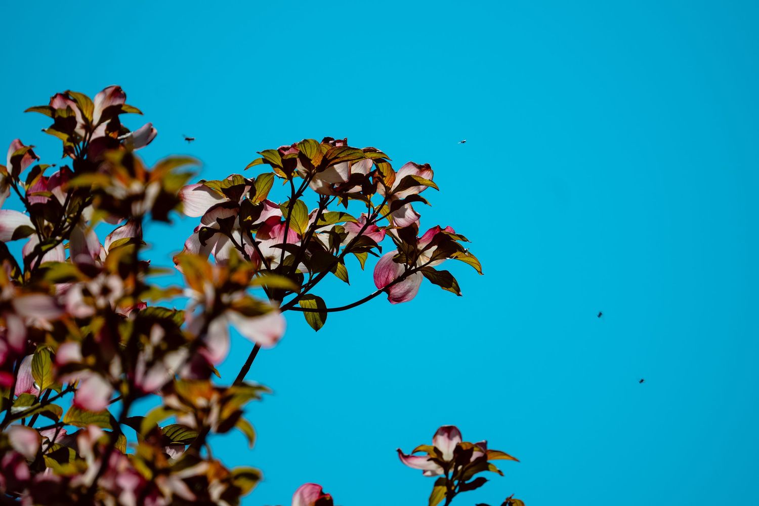 Pink dogwood tree blossoms against a bright clear blue sky in spring season.