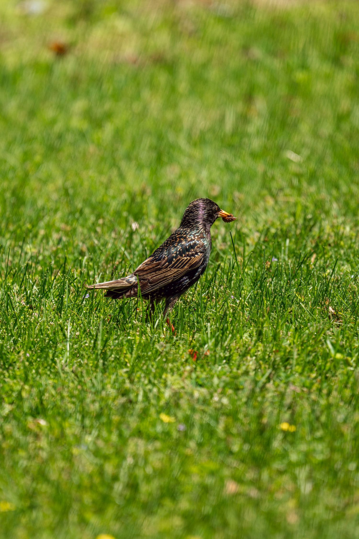 A European starling stands in green grass holding a worm in its beak on a sunny day.