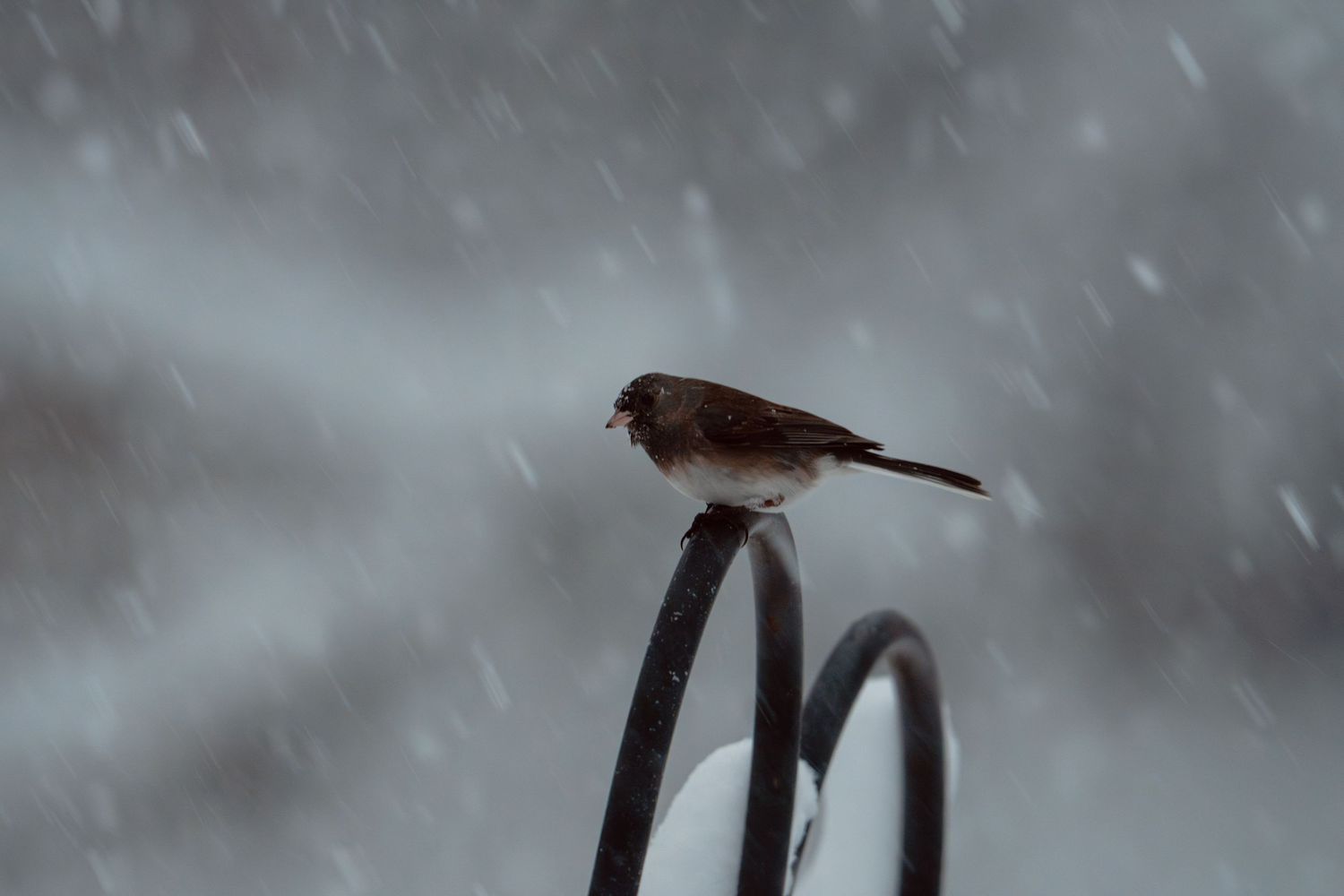 A small dark-eyed junco bird perched on a metal spiral hook during a heavy snowstorm.