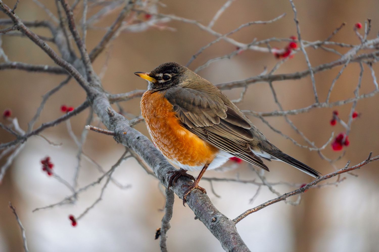American robin with orange breast sitting on bare winter branch with red berries in snowy background.