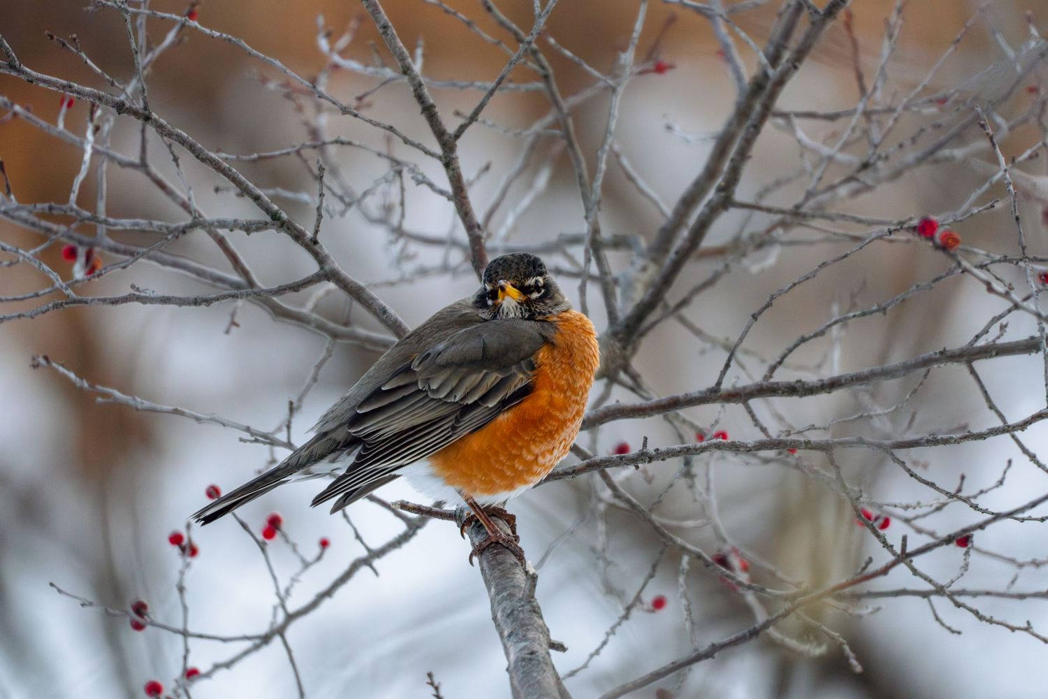 American robin with bright orange breast sitting on a bare branch surrounded by red berries in winter.
