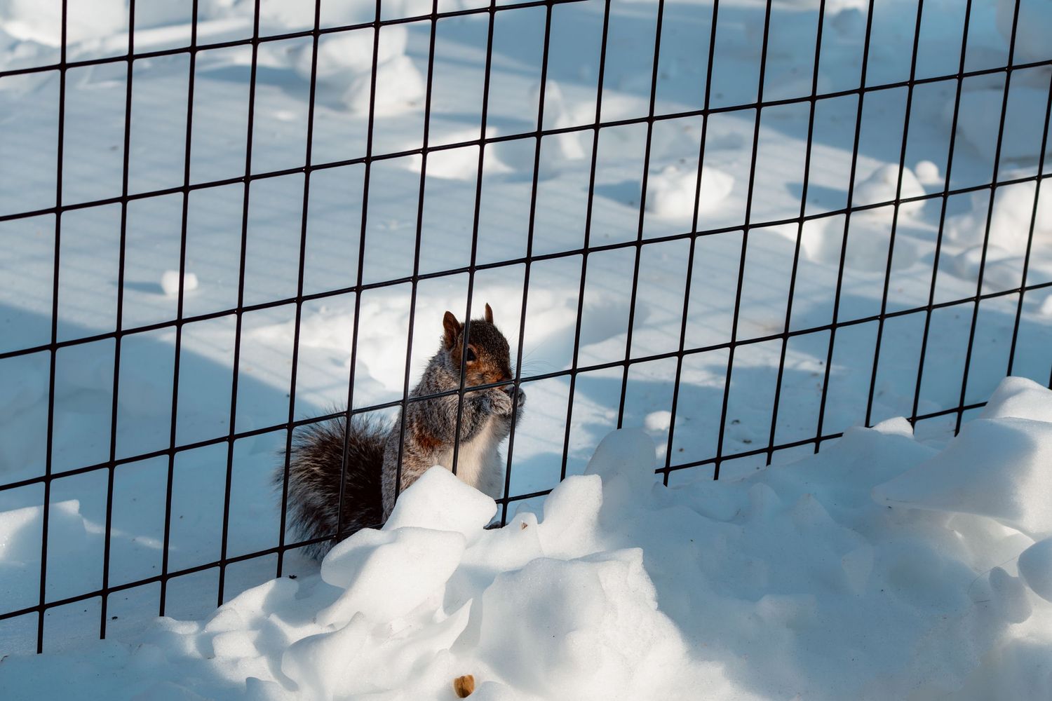 A gray squirrel standing in deep snow behind a black metal grid fence on a sunny winter day.
