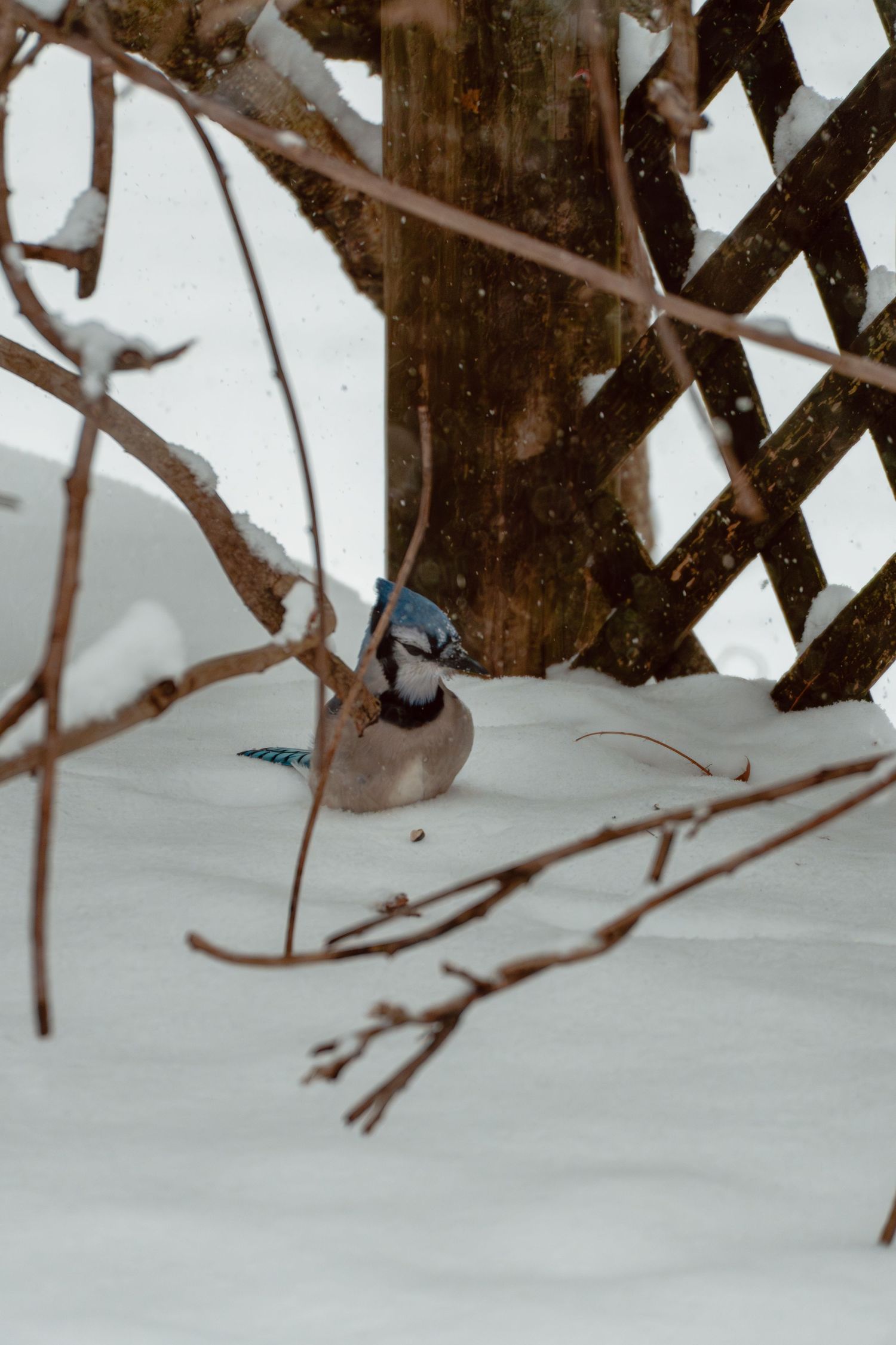 A blue jay forages in deep snow near a wooden lattice fence during a winter snowfall.