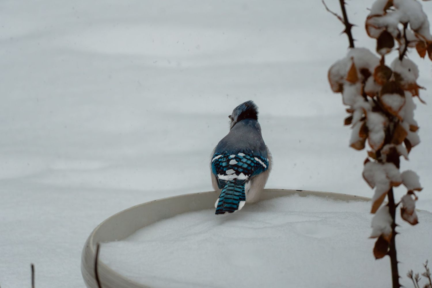 Blue jay bird standing on snow-covered birdbath in winter garden.