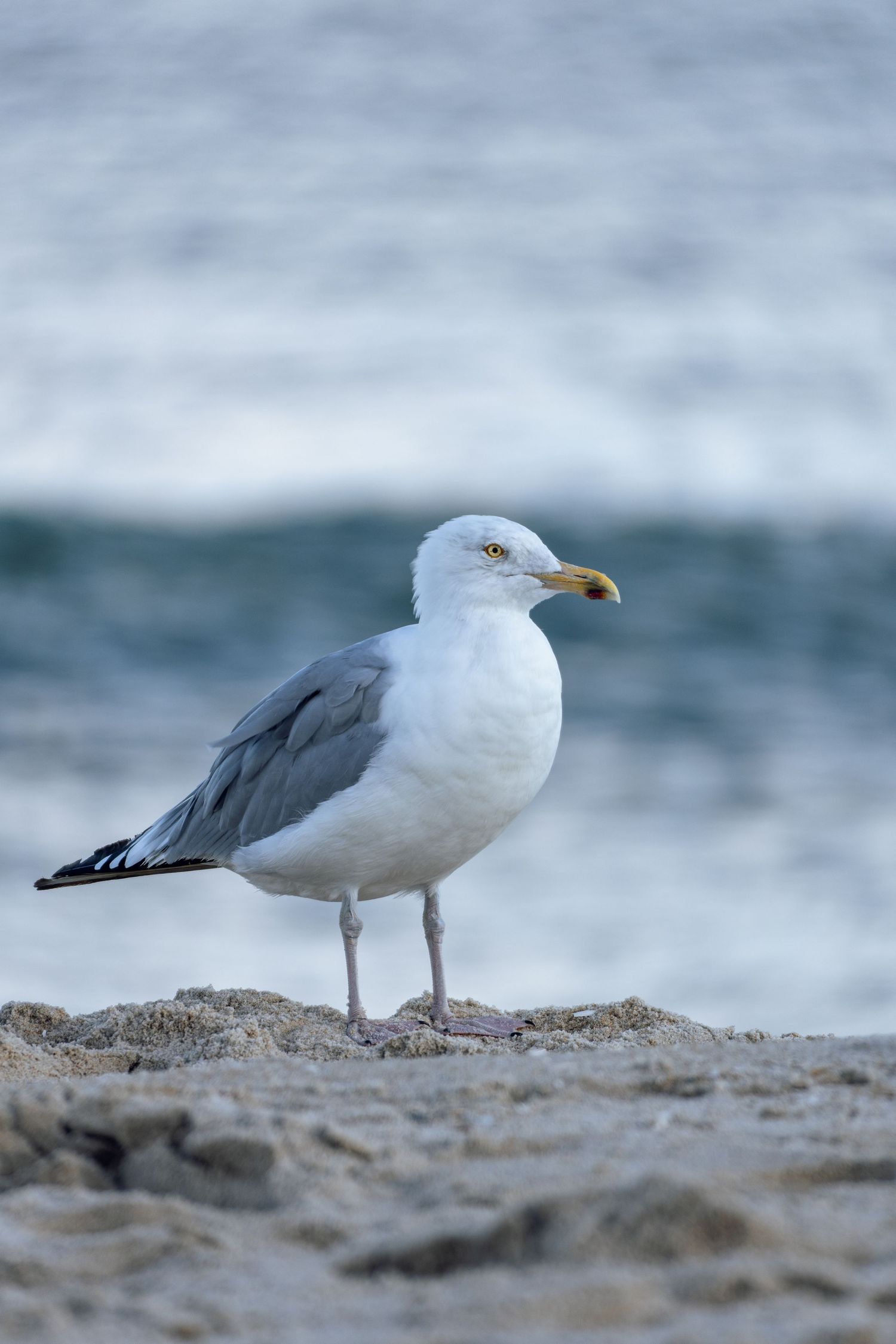A herring gull stands on textured sand with blurred blue ocean water in background.