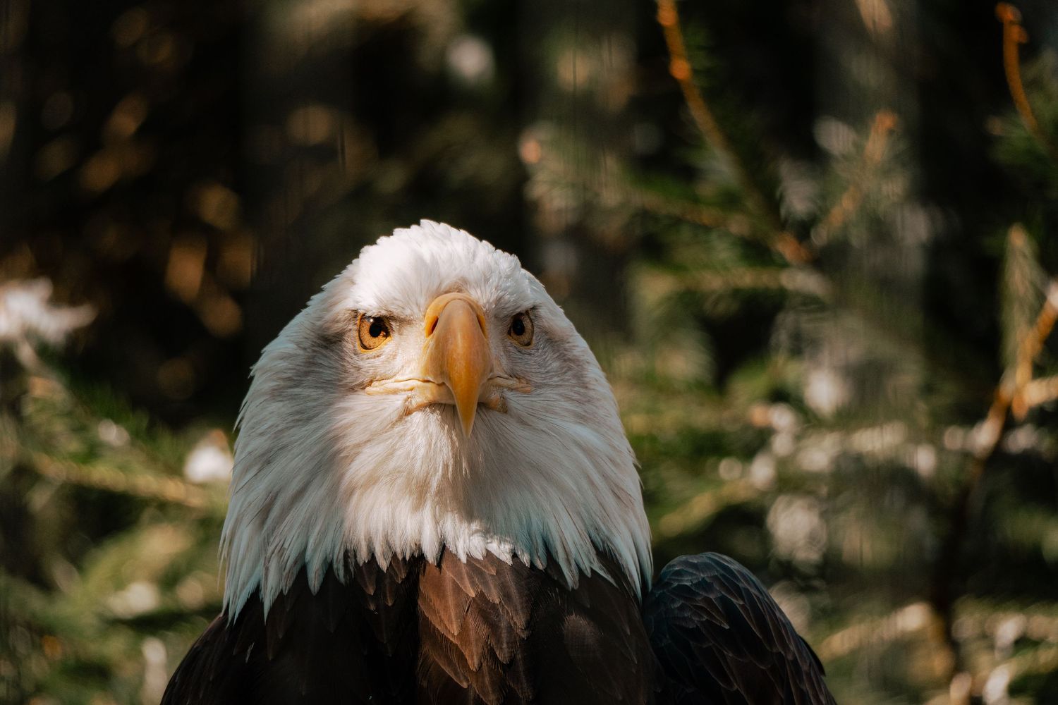 A bald eagle stares intensely forward with golden eyes and yellow beak against a blurred forest background.