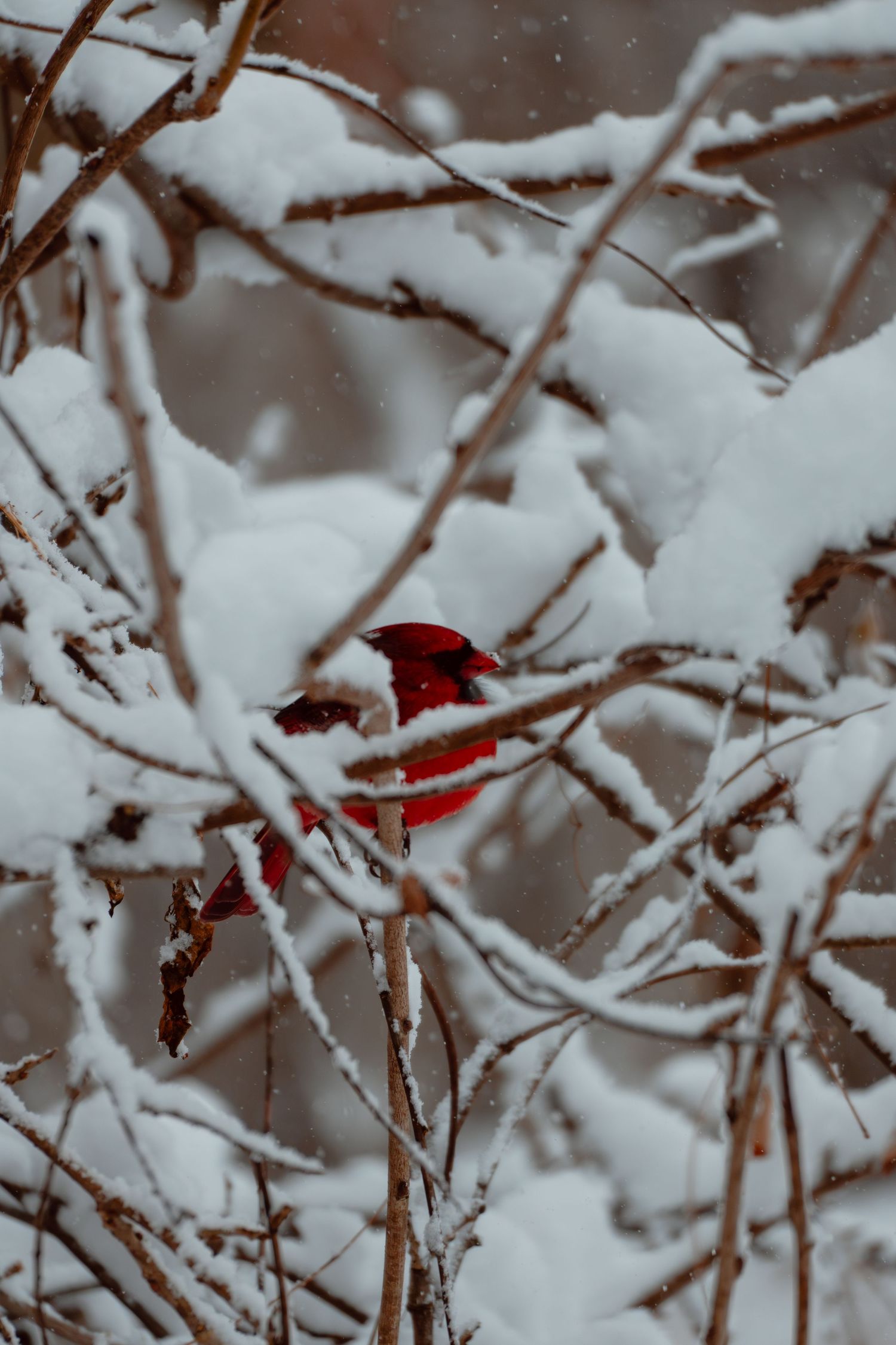 A brilliant red male cardinal sits sheltered within snow-laden winter branches during snowfall.