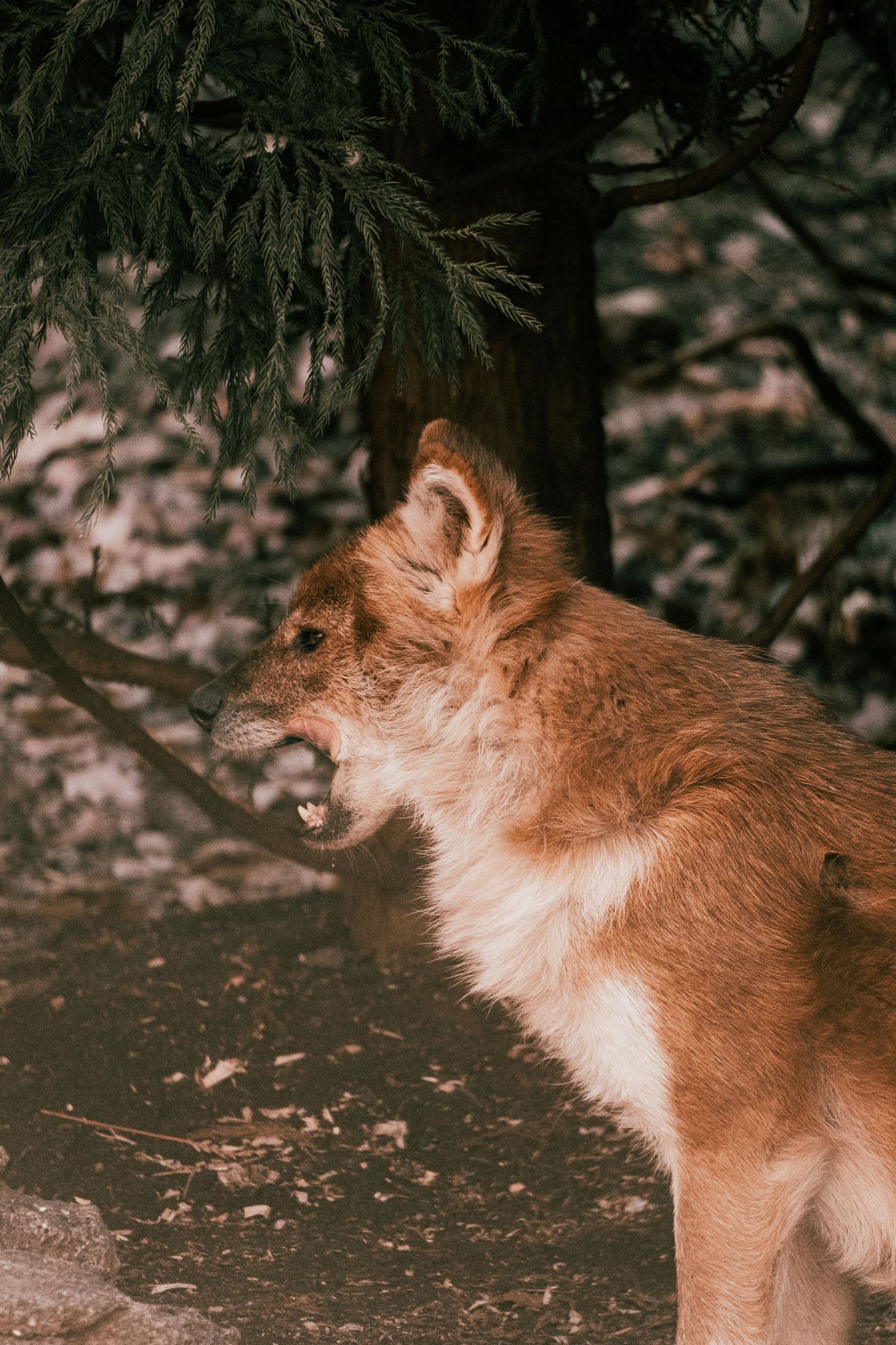 A reddish-brown dingo with mouth open showing teeth, standing beneath green pine tree branches.