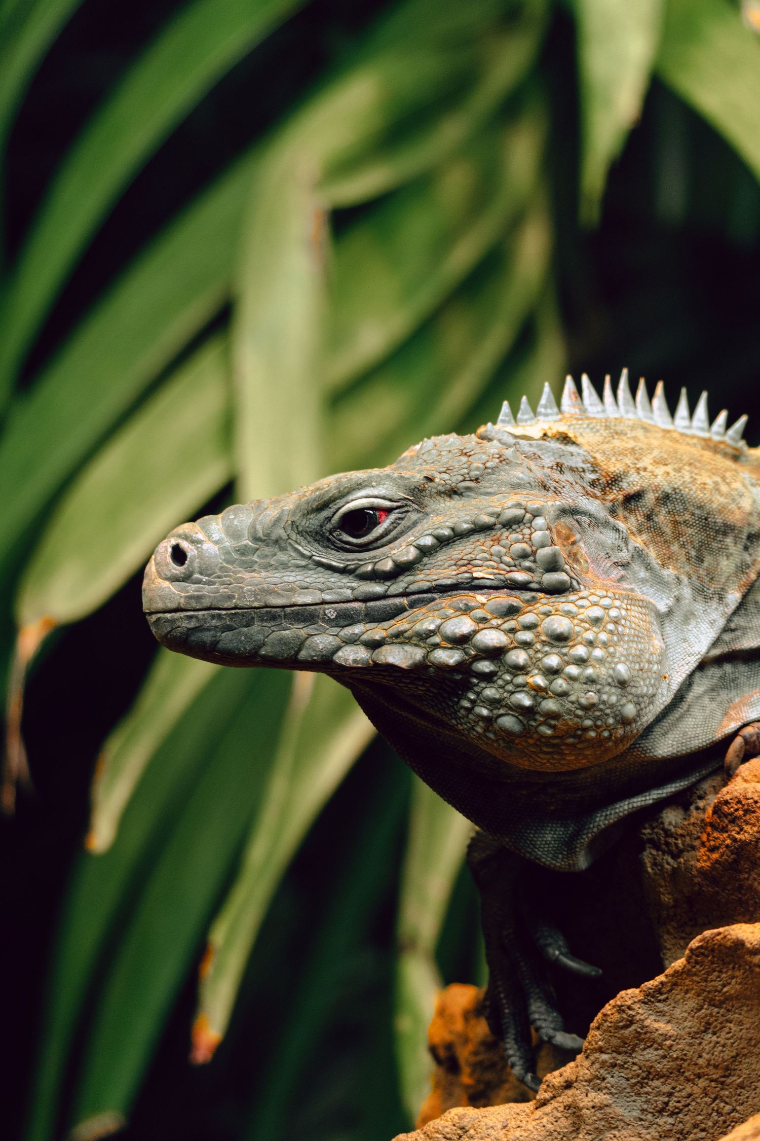 Side profile of a green iguana with spiny dorsal crest perched on rocks surrounded by tropical plants.
