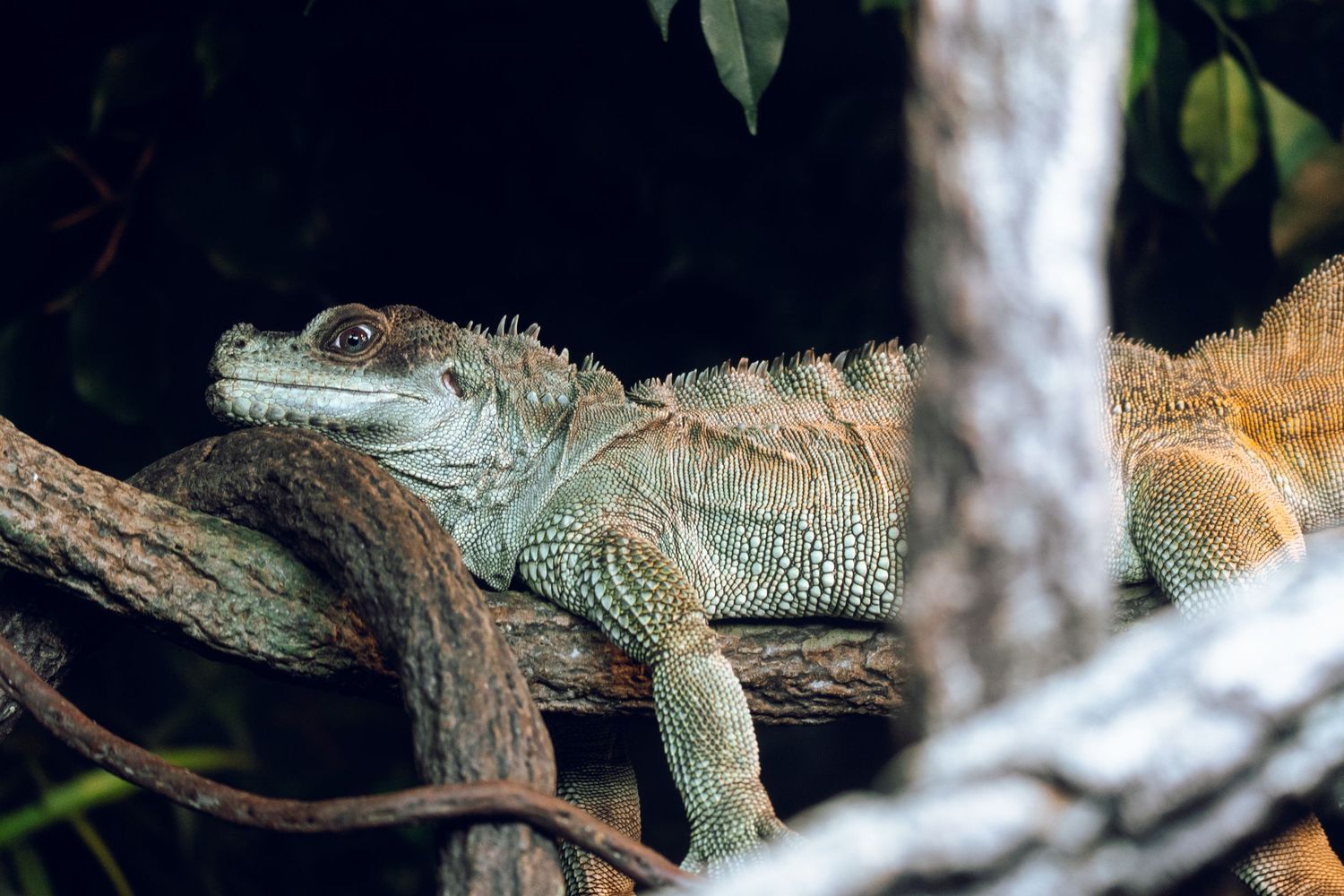 A large iguana resting camouflaged among twisted branches in a dark tropical forest environment.