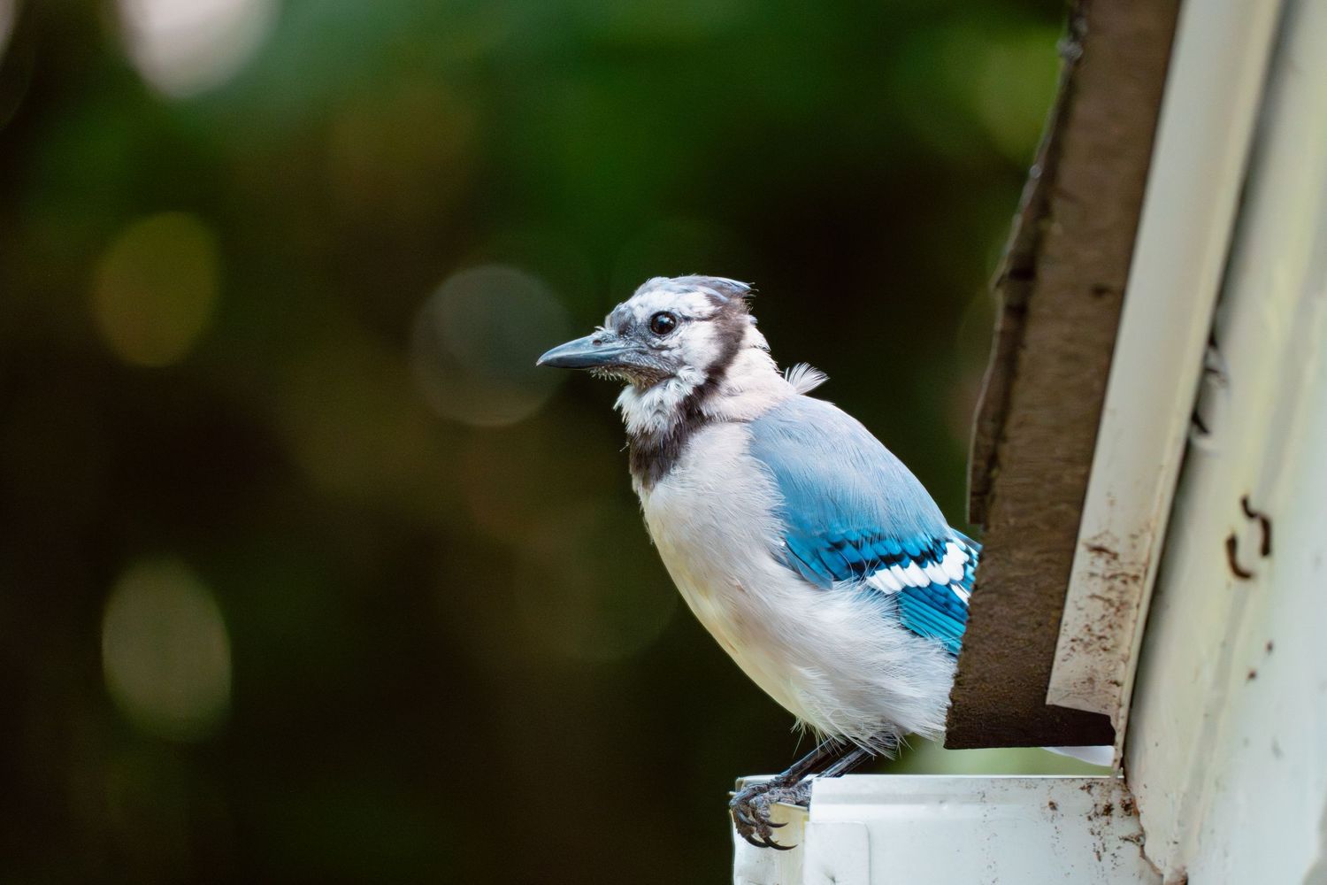 A young blue jay with ruffled feathers perched on a white surface against a blurred green background.