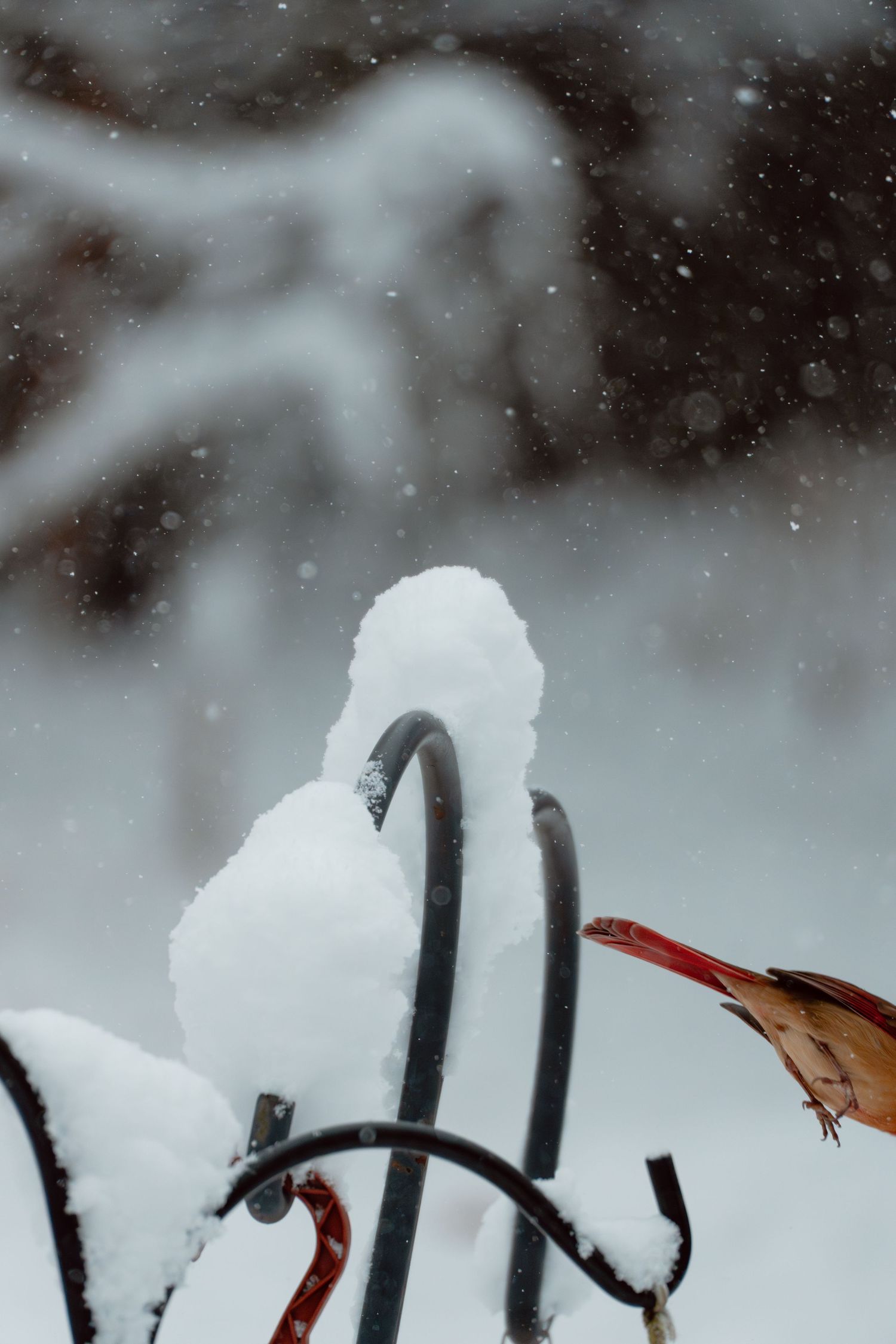 Snow-covered metal garden hooks with a dried red leaf during a winter snowstorm.