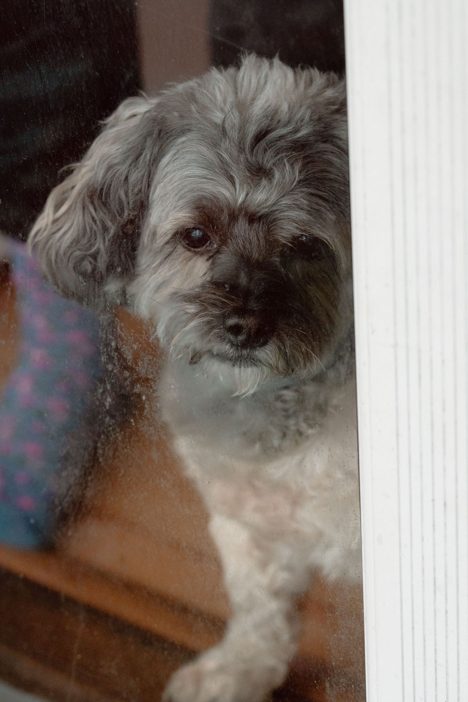 Small gray fluffy dog looking out through a window on a snowy winter day.