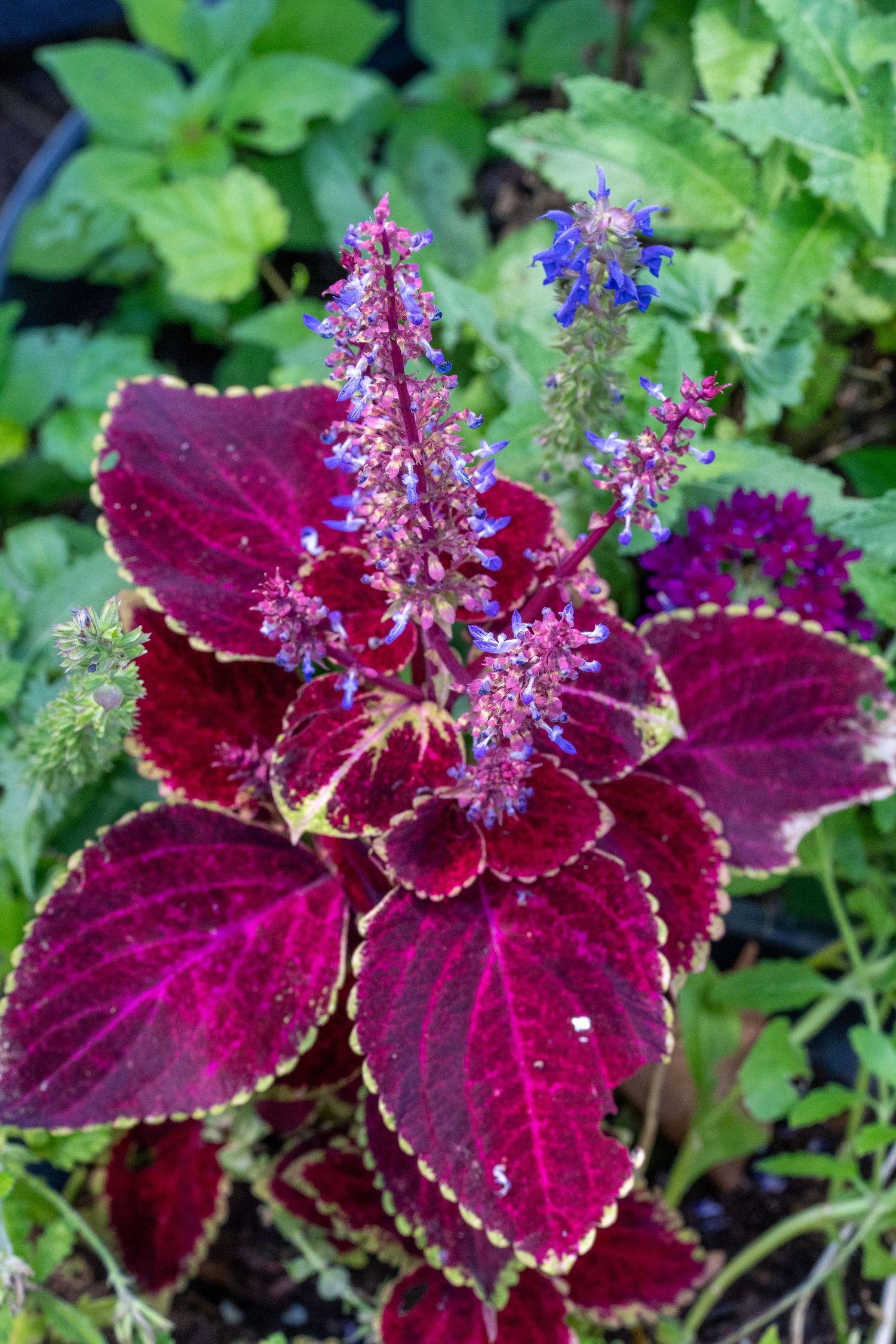 Deep red coleus plant with blue flower spikes surrounded by green foliage in a garden.