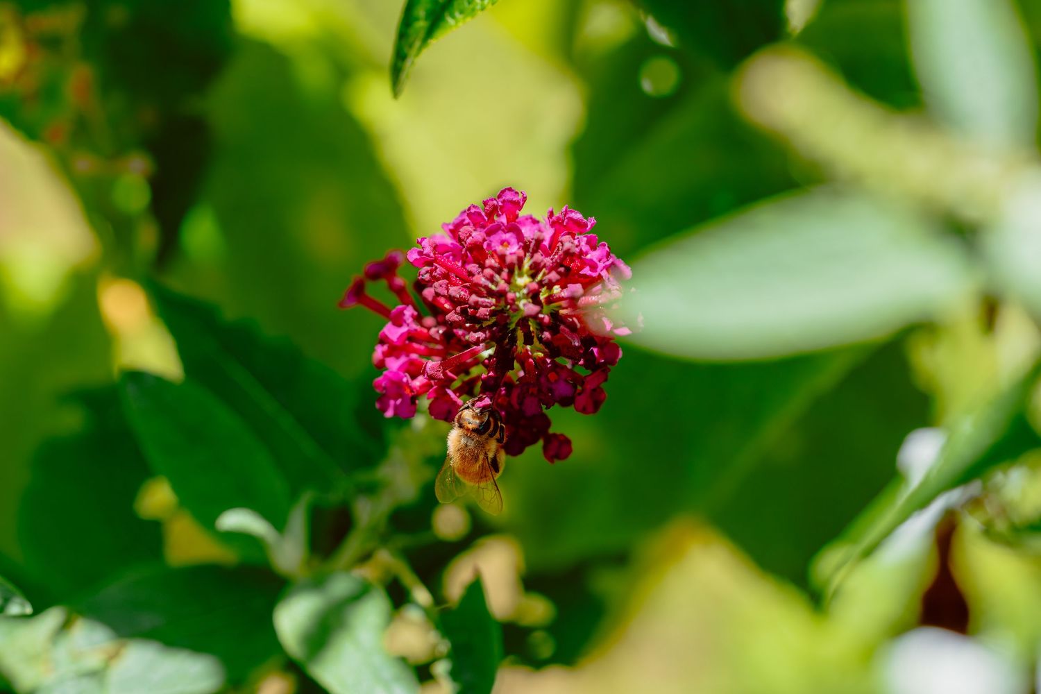 A honeybee collecting nectar from a deep pink butterfly bush flower cluster outdoors.