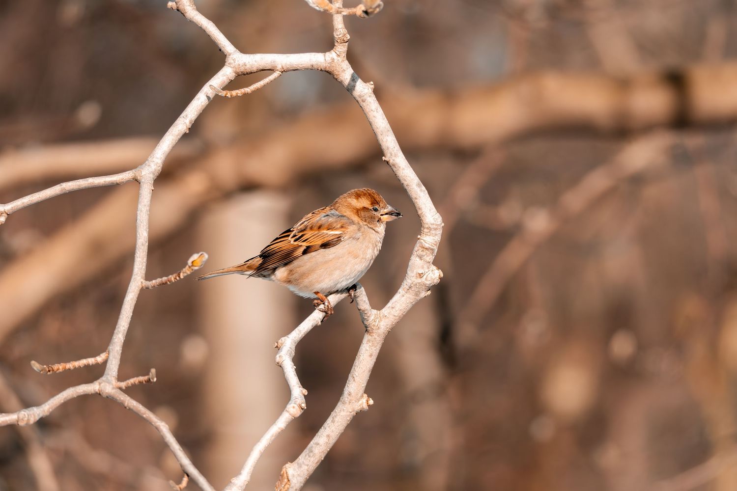 A sparrow clings to a bare branch surrounded by warm brown winter tones.