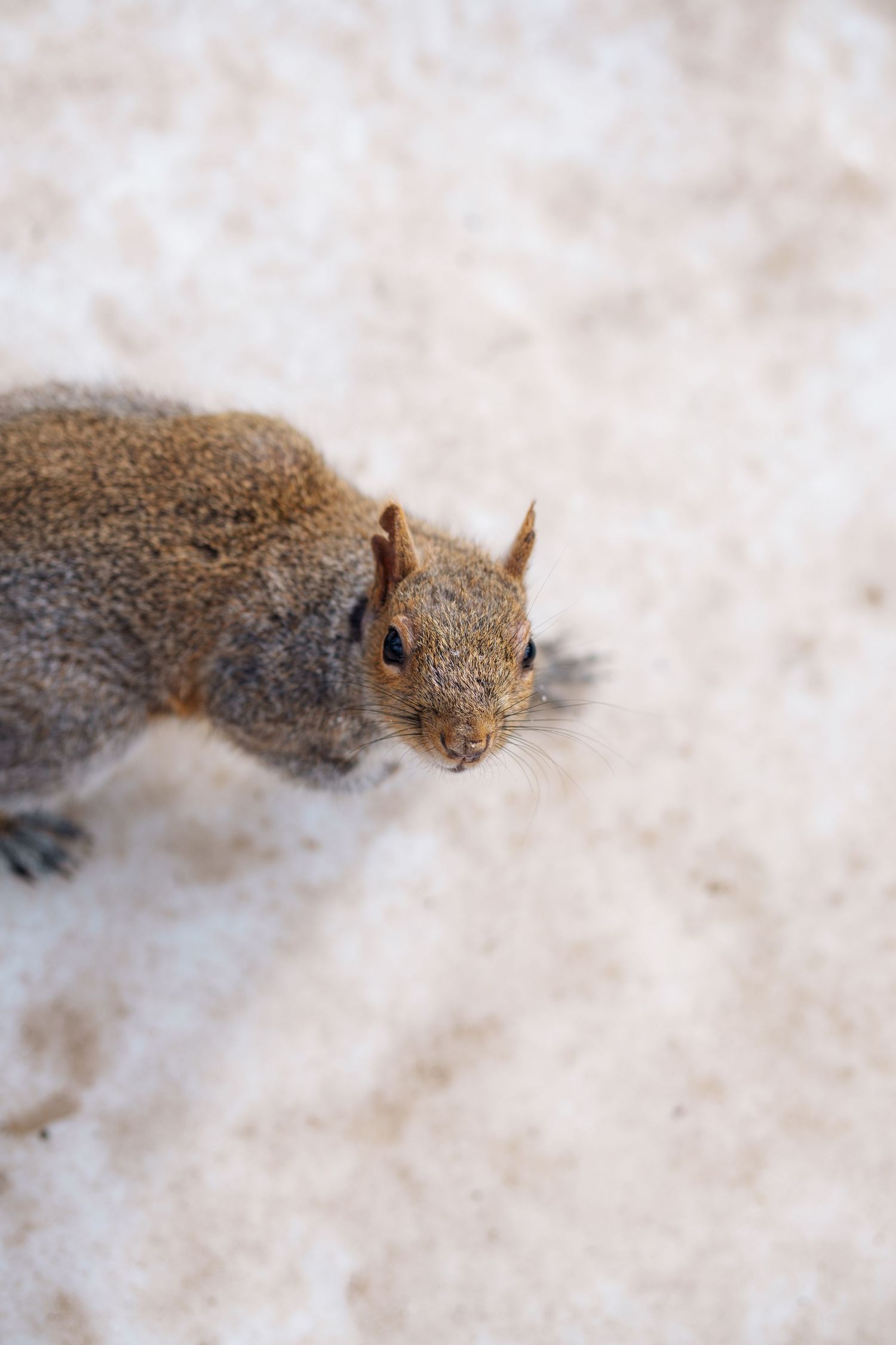Close-up of a curious grey squirrel looking up at the camera from snowy ground.