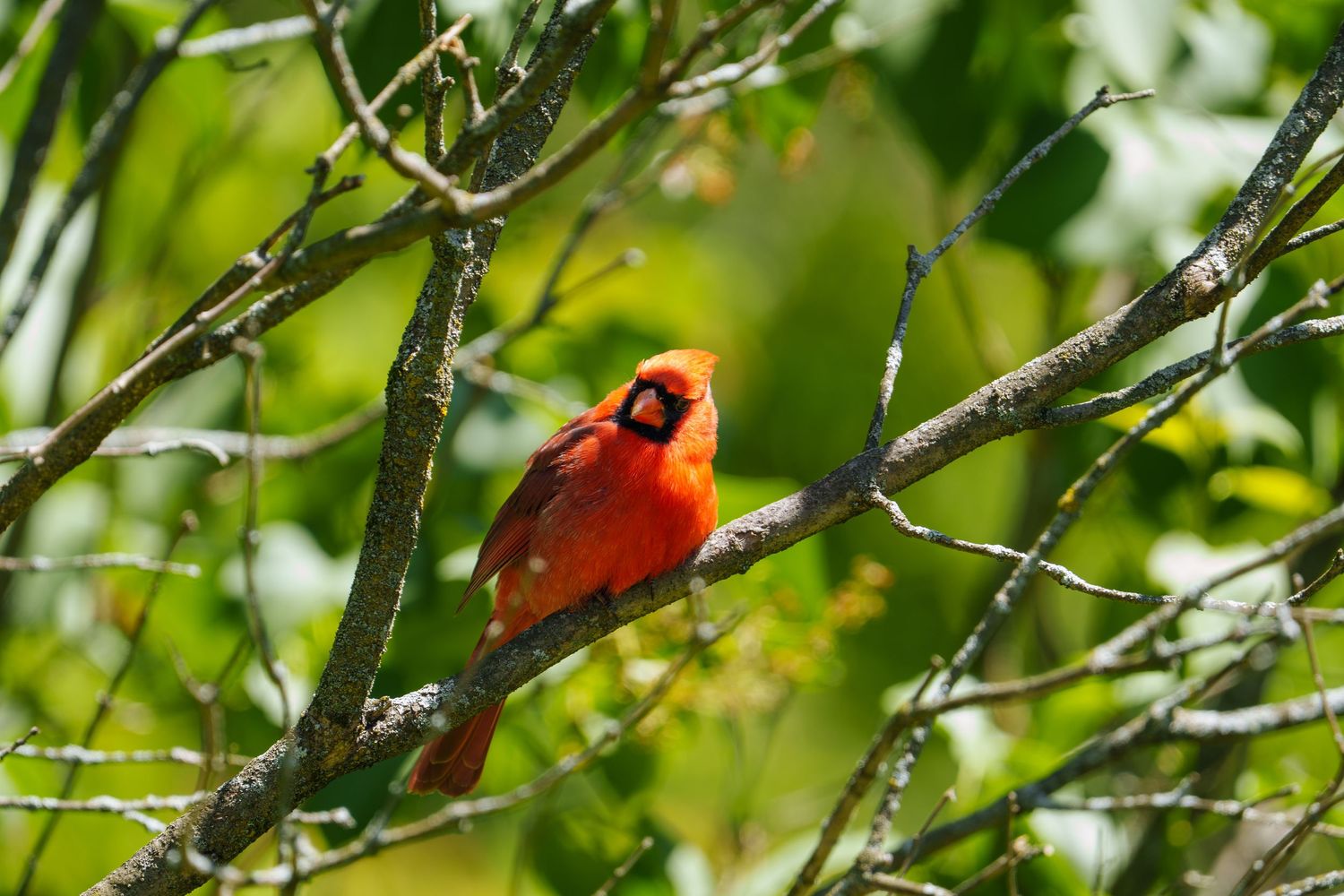 A brilliant red male northern cardinal perched on a tree branch.