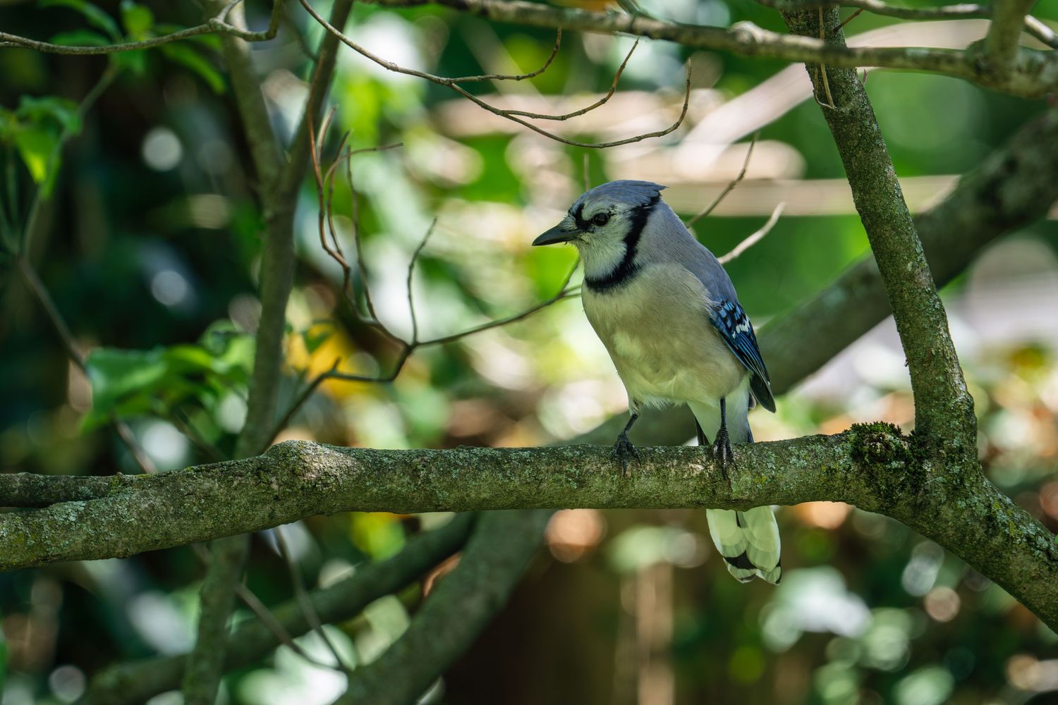 A Blue Jay gripping a green item in its beak while sitting on a branch in a sunlit leafy tree.