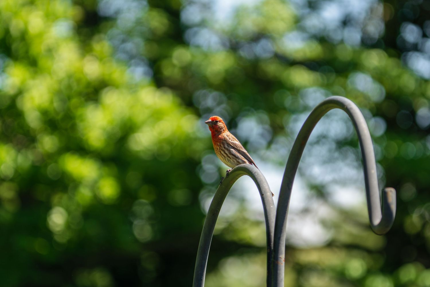 Vibrant male house finch sitting on a metal shepherd hook with bokeh green background.