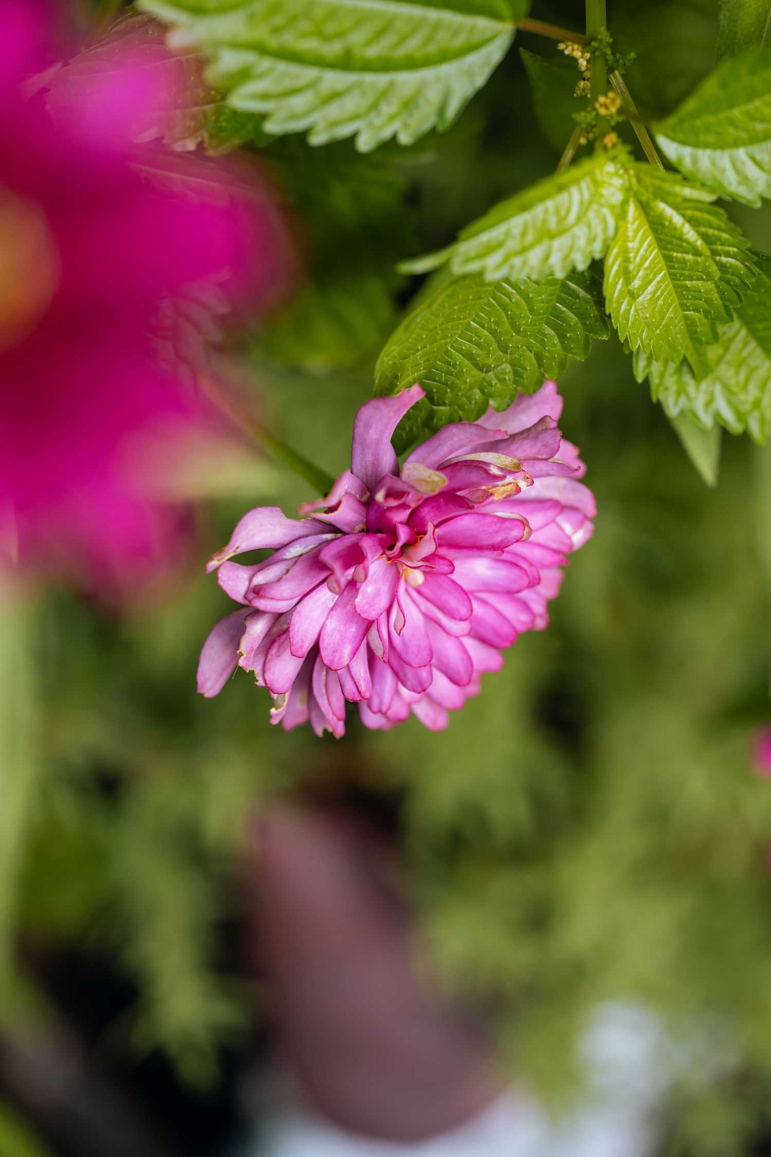 Pink double-petaled flower blooming among lush green leaves in a garden setting.
