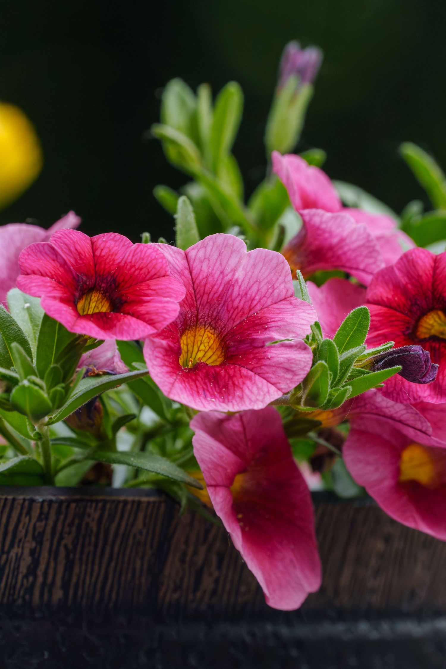 Vibrant pink calibrachoa flowers with yellow centers blooming in a rustic wooden planter against a dark background.