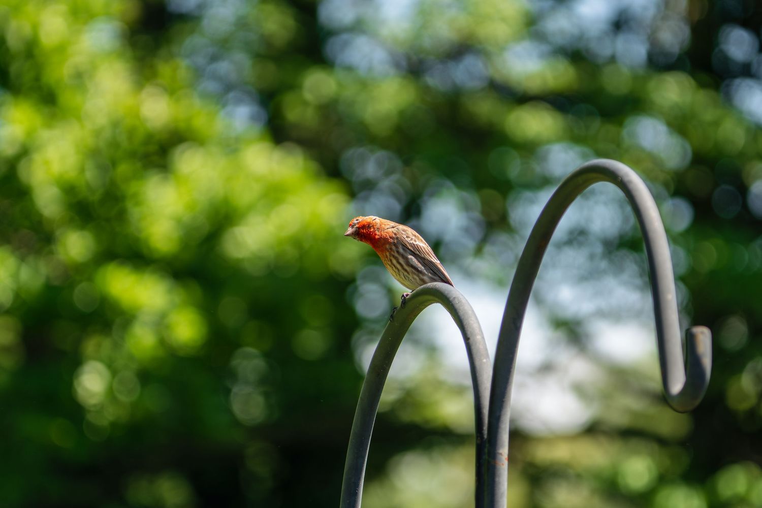 Male house finch with red plumage perched on a curved metal shepherd hook pole.