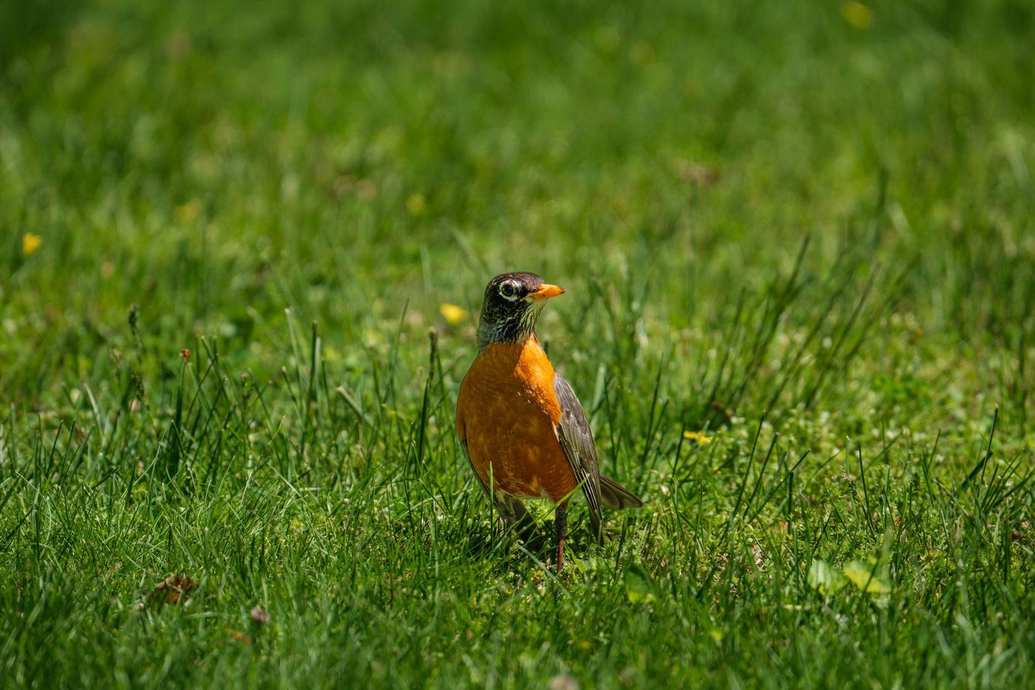 An American robin with an orange breast standing in green grass.