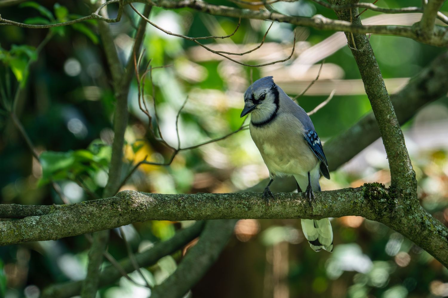 A Blue Jay with a green object in its beak perched on a mossy branch surrounded by lush foliage.