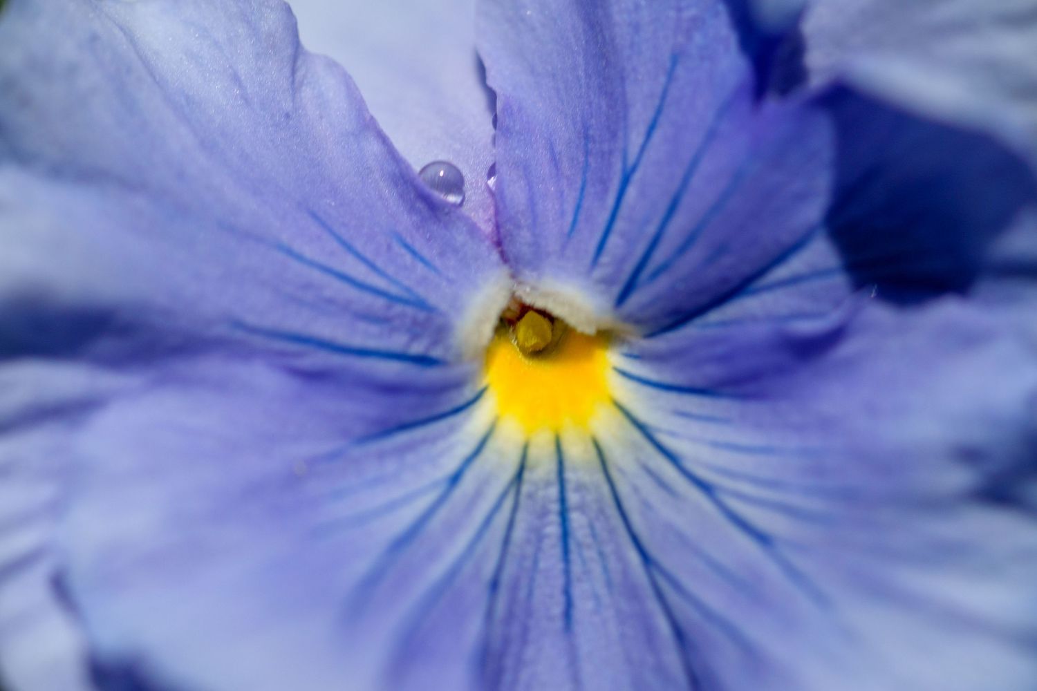Macro close-up of a delicate blue pansy flower with yellow center and water droplet.