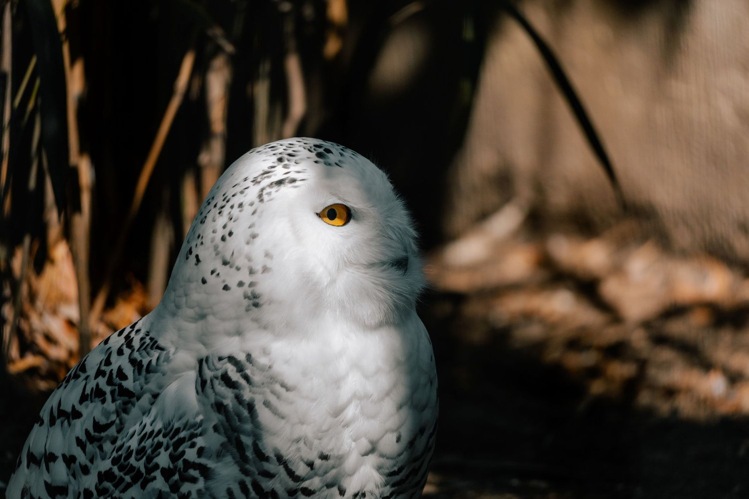 A white snowy owl with black spots and a bright yellow eye resting outdoors.