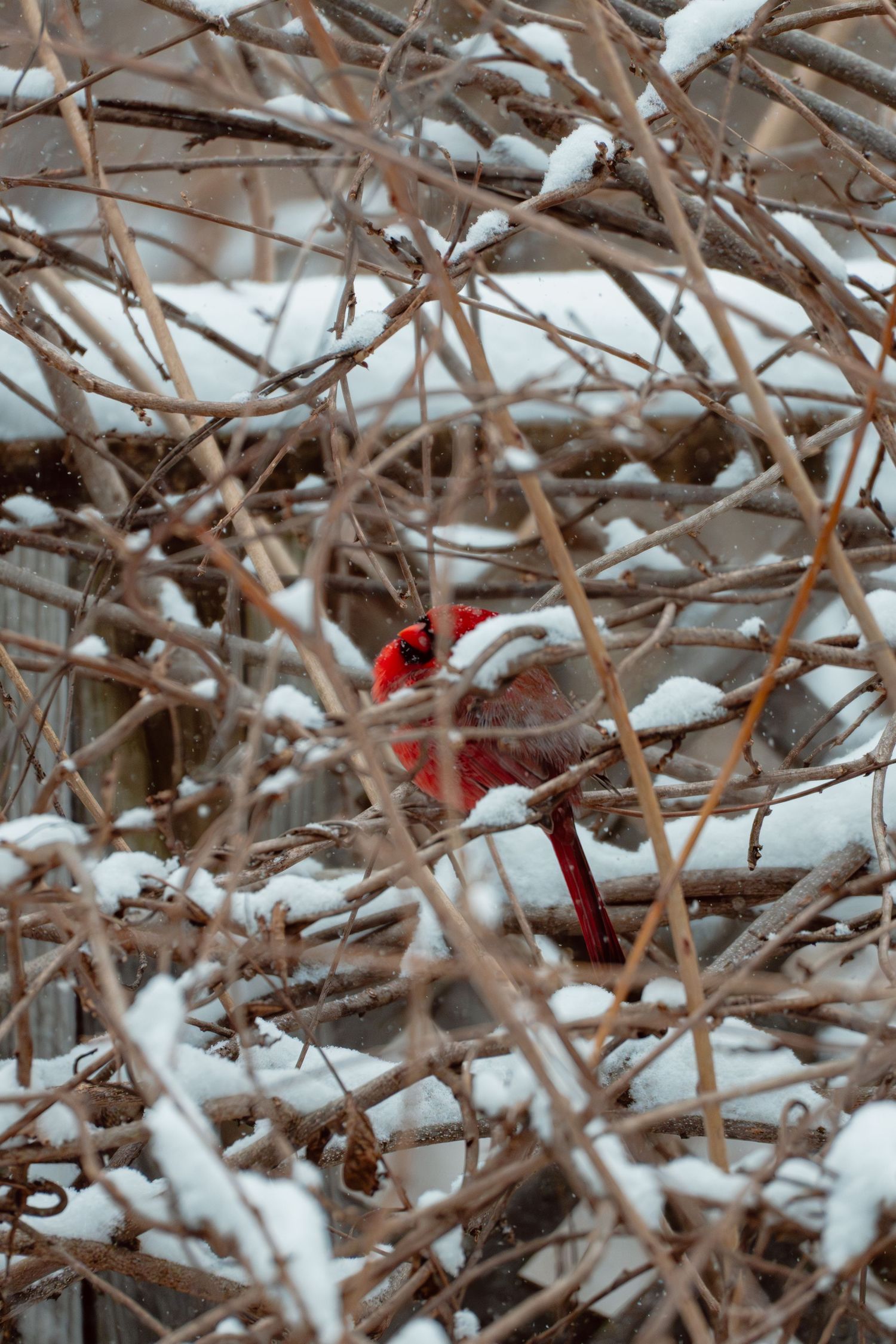 A bright red male northern cardinal partially hidden among snow-covered bare branches.